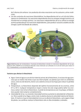 129
Captura y transformación de energía
uas / dgep
de 5 átomos de carbono. Los productos de estas reacciones son los azúcares y otras molé-
culas.
l	 Los dos conjuntos de reacciones fotosintéticas: las dependientes de luz y el ciclo de Calvin,
operan en combinación: las reacciones dependientes de la luz atrapan energía lumínica y la
transforman en energía química. Las reacciones independientes de la luz utilizan la energía
química producida por las reacciones dependientes, para producir azúcares estables de alta
energía a partir de dióxido de carbono.
Factores que afectan la fotosíntesis
l	 Agua. Como el agua es una de las materias primas de la fotosíntesis, la escasez de agua pro-
voca que se realice más lenta o que sea interrumpida. Las plantas que viven en ambientes
secos, como las del desierto, tienen una cubierta cerosa en las hojas para reducir la pérdida
de agua.
l	 Temperatura. La fotosíntesis depende del óptimo funcionamiento de las enzimas, entre
0o 
C y 35o 
C. Cualquier temperatura mayor o menor de este rango podría dañar las enzi-
mas y volver más lenta la fotosíntesis. Cuando las temperaturas son muy bajas, la fotosín-
tesis puede interrumpirse completamente.
l	 Intensidad de la luz. La creciente intensidad lumínica aumenta la velocidad de la fotosínte-
sis. Pero cuando la luz llega a cierto nivel, la planta alcanza la velocidad máxima de fotosín-
tesis. El nivel en el que la intensidad de la luz ya no afecta la fotosíntesis, varía según el tipo
de planta. Las coníferas realizan la fotosíntesis sólo en días templados y soleados.
Figura 5.16 Resumen de la fotosíntesis. El proceso de fotosíntesis consiste en reacciones dependientes de luz que
producen ATP y NADPH en la membrana tilacoide. Estas moléculas son utilizadas en el ciclo de Calvin para reducir el
CO2
a carbohidratos, en el estroma tilacoidal.
P
CO2
H2
O
Energía
solar
ADP +
NADP +
NADPH
Reacciones
dependientes
de la luz
Membrana
tilacoide
Ciclo de
Calvin
Estroma
C6
H12
O6
ATP
 