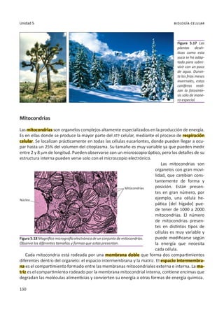130
Unidad 5 biología celular
Mitocondrias
Las mitocondrias son organelos complejos altamente especializados en la producción de energía.
Es en ellas donde se produce la mayor parte del ATP celular, mediante el proceso de respiración
celular. Se localizan prácticamente en todas las células eucariontes, donde pueden llegar a ocu-
par hasta un 25% del volumen del citoplasma. Su tamaño es muy variable ya que pueden medir
entre 2 y 8 µm de longitud. Pueden observarse con un microscopio óptico, pero los detalles de su
estructura interna pueden verse solo con el microscopio electrónico.
Las mitocondrias son
organelos con gran movi-
lidad, que cambian cons-
tantemente de forma y
posición. Están presen-
tes en gran número, por
ejemplo, una célula he-
pática (del hígado) pue-
de tener de 1000 a 2000
mitocondrias. El número
de mitocondrias presen-
tes en distintos tipos de
células es muy variable y
puede modificarse según
la energía que necesita
cada célula.
Cada mitocondria está rodeada por una membrana doble que forma dos compartimientos
diferentes dentro del organelo: el espacio intermembrana y la matriz. El espacio intermembra-
na es el compartimiento formado entre las membranas mitocondriales externa e interna. La ma-
triz es el compartimiento rodeado por la membrana mitocondrial interna, contiene enzimas que
degradan las moléculas alimenticias y convierten su energía a otras formas de energía química.
Figura 5.18 Magnífica micrografía electrónica de un conjunto de mitocondrias.
Observa los diferentes tamaños y formas que estas presentan.
Figura 5.17 Las
plantas desér-
ticas como esta
yuca se ha adap-
tado para sobre-
vivir con un poco
de agua. Duran-
te los fríos meses
invernales, estas
coníferas reali-
zan la fotosínte-
sis sólo de mane-
ra especial.
Mitocondrias
Núcleo
 