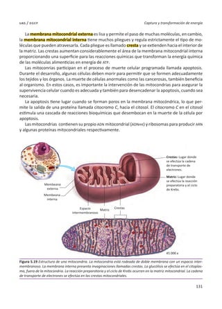 131
Captura y transformación de energía
uas / dgep
La membrana mitocondrial externa es lisa y permite el paso de muchas moléculas, en cambio,
la membrana mitocondrial interna tiene muchos pliegues y regula estrictamente el tipo de mo-
léculas que pueden atravesarla. Cada pliegue es llamado cresta y se extienden hacia el interior de
la matriz. Las crestas aumentan considerablemente el área de la membrana mitocondrial interna
proporcionando una superficie para las reacciones químicas que transforman la energía química
de las moléculas alimenticias en energía de ATP.
Las mitoconrias participan en el proceso de muerte celular programada llamada apoptosis.
Durante el desarrollo, algunas células deben morir para permitir que se formen adecuadamente
los tejidos y los órganos. La muerte de células anormales como las cancerosas, también beneficia
al organismo. En estos casos, es importante la intervención de las mitocondrias para asegurar la
supervivencia celular cuando es adecuada y también para desencadenar la apoptosis, cuando sea
necesaria.
La apoptosis tiene lugar cuando se forman poros en la membrana mitocóndrica, lo que per-
mite la salida de una proteína llamada citocromo C, hacia el citosol. El citocromo C en el citosol
estimula una cascada de reacciones bioquímicas que desembocan en la muerte de la célula por
apoptosis.
Las mitocondrias contienen su propio ADN mitocondrial (ADNmt) y ribosomas para producir ARN
y algunas proteínas mitocondriales respectivamente.
Figura 5.19 Estructura de una mitocondria. La mitocondria está rodeada de doble membrana con un espacio inter-
membranoso. La membrana interna presenta invaginaciones llamadas crestas. La glucólisis se efectúa en el citoplas-
ma, fuera de la mitocondria. La reacción preparatoria y el ciclo de Krebs ocurren en la matriz mitocondrial. La cadena
de transporte de electrones se efectúa en las crestas mitocondriales.
Membeana
externa
Matriz
45 000 x
Crestas
Crestas: Lugar donde
se efectúa la cadena
de transporte de
electrones.
Matriz: Lugar donde
se efectúa la reacción
preparatoria y el ciclo
de Krebs.
Membeana
interna
Espacio
intermembranoso
 