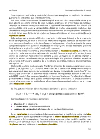 133
Captura y transformación de energía
uas / dgep
Todo organismo (unicelular y pluricelular) debe extraer energía de las moléculas de alimento
que toma del ambiente o que sintetiza el mismo.
Los seres humanos obtenemos moléculas orgánicas de una dieta muy variada animal y ve-
getal. ¿Cómo se obtiene energía de estas moléculas orgánicas? En primer lugar, las moléculas
complejas de alimento se degradan mediante la digestión hasta componentes más simples que
son absorbidos en la sangre y transportados a todas las células. Los procesos catabólicos que
convierten la energía de los enlaces químicos de los nutrientes en energía química almacenada
en el ATP tienen lugar dentro de las células, por lo general mediante un proceso conocido como
respiración celular.
Cabe aclarar que se emplea el término respiración celular para distinguirla de la respiración
a nivel del organismo, es decir, el proceso de intercambio de gases, liberación de dióxido de car-
bono y consumo de oxígeno, entre los pulmones o las branquias y el medio ambiente. La sangre
transporta oxígeno de los pulmones a los tejidos del cuerpo y lleva dióxido de carbono (producto
de desecho de la respiración celular) en dirección contraria.
La mayoría de los eucariontes y procariontes realizan la respiración aerobia, una forma de
respiración celular que requiere oxígeno molecular (O2
). Durante la respiración aerobia, los nu-
trientes se catabolizan hasta dióxido de carbono y agua. La mayoría de las células emplean la
respiración aerobia para obtener energía a partir de la glucosa, que entra a la célula a través de
una proteína de transporte específica de la membrana plasmática, mediante difusión facilitada
(ver figura 2.14).
El alimento contiene mucha energía. Al arder en presencia de oxígeno, un gramo del azúcar
glucosa (C6
H12
O6
) libera 3, 811 calorías. Una caloría es la cantidad de energía necesaria para
que un gramo de agua aumente su temperatura en 1 grado centígrado. La caloría (con “C” ma-
yúscula) que aparece en las etiquetas de los alimentos empaquetados, equivale a una kiloca-
loría (1000 calorías). Por supuesto, las células no “queman” la glucosa. Por el contrario, liberan
gradualmente la energía de la glucosa y otros compuestos alimentarios. Al proceso que libera
energía al descomponer las moléculas de alimentos en la presencia de oxígeno, se le conoce
como respiración celular.
La ruta global de reacción para la respiración celular de la glucosa se resume:
C6
H12
O6
+ 6 O2
6 CO2
+ 6 H2
O + energía (en los enlaces químicos del ATP)
Las tres etapas de la respiración celular son:
l	 Glucólisis. En el citoplasma.
l	 El ciclo de Krebs. En la matriz mitocondrial.
l	 La cadena de transporte de electrones. En las crestas mitocondriales.
En los eucariontes, la primera etapa de la respiración celular, la glucólisis, se realiza en el cito-
plasma, y las dos etapas siguientes tienen lugar en el interior de las mitocondrias: crestas y ma-
triz. La mayoría de los procariontes (las eubacterias y arqueobacterias) también efectúan estos
procesos, pero como sus células no poseen mitocondrias, todas las etapas se llevan a cabo en el
citoplasma y en asociación con la membrana plasmática.
 