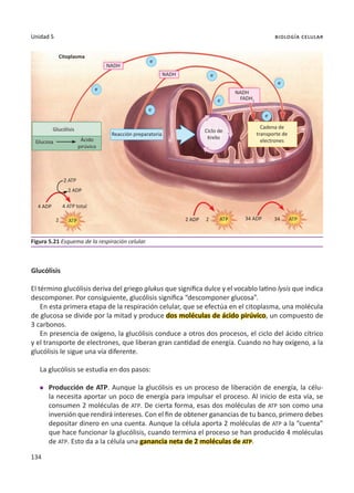134
Unidad 5 biología celular
Glucólisis
El término glucólisis deriva del griego glukus que significa dulce y el vocablo latino lysis que indica
descomponer. Por consiguiente, glucólisis significa “descomponer glucosa”.
En esta primera etapa de la respiración celular, que se efectúa en el citoplasma, una molécula
de glucosa se divide por la mitad y produce dos moléculas de ácido pirúvico, un compuesto de
3 carbonos.
En presencia de oxígeno, la glucólisis conduce a otros dos procesos, el ciclo del ácido cítrico
y el transporte de electrones, que liberan gran cantidad de energía. Cuando no hay oxígeno, a la
glucólisis le sigue una vía diferente.
La glucólisis se estudia en dos pasos:
l	 Producción de ATP. Aunque la glucólisis es un proceso de liberación de energía, la célu-
la necesita aportar un poco de energía para impulsar el proceso. Al inicio de esta vía, se
consumen 2 moléculas de ATP. De cierta forma, esas dos moléculas de ATP son como una
inversión que rendirá intereses. Con el fin de obtener ganancias de tu banco, primero debes
depositar dinero en una cuenta. Aunque la célula aporta 2 moléculas de ATP a la “cuenta”
que hace funcionar la glucólisis, cuando termina el proceso se han producido 4 moléculas
de ATP. Esto da a la célula una ganancia neta de 2 moléculas de ATP.
Figura 5.21 Esquema de la respiración celular.
Citoplasma
Glucólisis
Glucosa Ácido
pirúvico
NADH
NADH
NADH
FADH2
Reacción preparatoria
Ciclo de
Krebs
2 ATP
2 2 34
ATP ATP ATP
2 ADP
2 ADP 34 ADP
4 ADP 4 ATP total
e-
e-
e-
e-
e-
e-
e-
Cadena de
transporte de
electrones
 