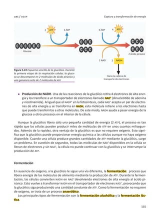 135
Captura y transformación de energía
uas / dgep
l	 Producción de NADH. Una de las reacciones de la glucólisis retira 4 electrones de alta ener-
gía y los transfiere a un transportador de electrones llamado NAD+
(dinucleótido de adenina
y nicotinamida). Al igual que el NADP+
en la fotosíntesis, cada NAD+
acepta un par de electro-
nes de alta energía y se transforma en NADH, esta molécula retiene a los electrones hasta
que puede transferirlos a otras moléculas. De este modo, NADH ayuda a pasar energía de la
glucosa a otros procesos en el interior de la célula.
Aunque la glucólisis libera sólo una pequeña cantidad de energía (2 ATP), el proceso es tan
rápido que las células pueden producir miles de moléculas de ATP en unos cuantos milisegun-
dos. Además de la rapidez, otra ventaja de la glucólisis es que no requiere oxígeno. Esto signi-
fica que la glucólisis puede proporcionar energía química a las células aunque no haya oxígeno
disponible. Cuando una célula produce grandes cantidades de ATP mediante la glucólisis, surge
un problema. En cuestión de segundos, todas las moléculas de NAD+
disponibles en la célula se
llenan de electrones y sin NAD+
, la célula no puede continuar con la glucólisis y se interrumpe la
producción de ATP.
Fermentación
En ausencia de oxígeno, a la glucólisis le sigue una vía diferente, la fermentación: proceso que
libera energía de las moléculas de alimento mediante la producción de ATP. Durante la fermen-
tación, las células convierten NADH en NAD+
devolviendo electrones de alta energía al ácido pi-
rúvico. Esto vuelve a transformar NADH en el transportador de electrones NAD+
, provocando que
la glucólisis siga produciendo una cantidad constante de ATP. Como la fermentación no requiere
de oxígeno, se trata de un proceso anaeróbico.
Los principales tipos de fermentación son la fermentación alcohólica y la fermentación lác-
tica.
Figura 5.22 Esquema sencillo de la glucólisis. Durante
la primera etapa de la respiración celular, la gluco-
sa se descompone en 2 moléculas de ácido pirúvico y
una ganancia neta de 2 moléculas de atp.
2
2
4
Glucosa
2 Ácido pirúvico
Hacia la cadena de
transporte de electrones
ATP ATP
2 ADP
2 NAD+
4 ADP
NADH
 