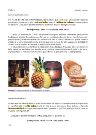 136
Unidad 5 biología celular
Fermentación alcohólica
Por medio de este tipo de fermentación, las levaduras que son hongos unicelulares y algunos
otros microorganismos producen alcohol etílico (etanol) y dióxido de carbono como productos
de desecho. La ecuación de la fermentación alcohólica después de la glucólisis es:
Ácido pirúvico + NADH alcohol + CO2
+ NAD+
Cuando las levaduras de la masa se quedan sin oxígeno, empieza a fermentar produciendo
burbujas de dióxido de carbono, que forman las cavidades o huecos de gas (que lo hacen es-
ponjoso) que puedes observar en una rebanada de pan. El dióxido de carbono que se produce
mediante la fermentación alcohólica provoca que suba la masa del pan. La pequeña cantidad de
alcohol que se produce en la masa, se evapora al hornear el pan.
El CO2
también es importante en la elaboración de ciertos tipos de quesos. Otros productos de
la fermentación alcohólica son: tepache, tuba, tejuino y las demás bebidas alcohólicas. En estas,
el producto de la fermentación alcohólica que interesa es precisamente el alcohol etílico.
Fermentación láctica
En este tipo de fermentación, el ácido pirúvico que se acumula como producto de la glucólisis
es transformado en ácido láctico. Como en este proceso se produce ácido láctico, es llamada
fermentación láctica. Este proceso regenera NAD+
para que la glucólisis pueda continuar, como se
muestra en la figura 5.24.
La ecuación de la fermentación láctica, después de la glucólisis es:
Ácido pirúvico + NADH ácido láctico + NAD+
Figura 5.23 Algunos productos de la fermentación alcohólica.
 