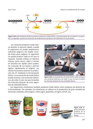 137
Captura y transformación de energía
uas / dgep
Los músculos producen ácido lácti-
co durante el ejercicio rápido, cuando
el organismo no puede proporcionar
suficiente oxígeno a los tejidos. Cuan-
do existe poco oxígeno, el organismo
no puede producir todo el ATP que se
requiere. Cuando realizas un ejercicio
intenso como correr, nadar o montar
en bicicleta tan rápido como puedes,
los músculos de tus brazos y piernas
agotan rápidamente el oxígeno. Las
células musculares aceleran su produc-
ción de ATP mediante la fermentación
láctica. La acumulación de ácido láctico
puede provocar una sensación doloro-
sa y de ardor. Es por eso que te duelen
los músculos después de unos segun-
dos de actividad intensa.
Los organismos unicelulares también producen ácido láctico como producto de desecho de
la fermentación. Por ejemplo, las eubacterias se utilizan en la producción de gran variedad de
alimentos y bebidas como yogurt, crema agria, pepinillos, col agria, kimchi, etc.
Figura 5.25 La acumulación de ácido láctico puede provocar
una sensación dolorosa y de ardor. Es por eso que te duelen
los músculos después de una actividad intensa.
Figura 5.26 Al-
gunos alimentos
producto de la
fermentación
láctica.
Figura 5.24 La fermentación láctica convierte la glucosa en ácido láctico. La primera parte de la ecuación es la glucó-
lisis. La segunda, muestra la conversión del ácido pirúvico (producto de la glucólisis) en ácido láctico.
2
2 2
2
2
Glucosa
2 ADP
2 NAD+ 2 NAD+
Ácido pirúvico Ácido láctico
ATP
NADH
NADH
 