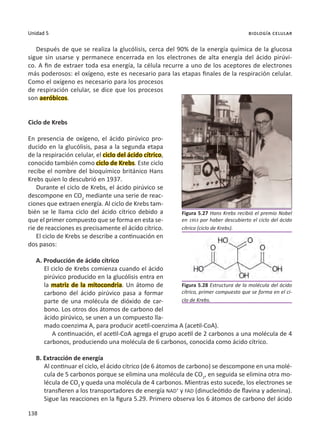 138
Unidad 5 biología celular
Después de que se realiza la glucólisis, cerca del 90% de la energía química de la glucosa
sigue sin usarse y permanece encerrada en los electrones de alta energía del ácido pirúvi-
co. A fin de extraer toda esa energía, la célula recurre a uno de los aceptores de electrones
más poderosos: el oxígeno, este es necesario para las etapas finales de la respiración celular.
Como el oxígeno es necesario para los procesos
de respiración celular, se dice que los procesos
son aeróbicos.
Ciclo de Krebs
En presencia de oxígeno, el ácido pirúvico pro-
ducido en la glucólisis, pasa a la segunda etapa
de la respiración celular, el ciclo del ácido cítrico,
conocido también como ciclo de Krebs. Este ciclo
recibe el nombre del bioquímico británico Hans
Krebs quien lo descubrió en 1937.
Durante el ciclo de Krebs, el ácido pirúvico se
descompone en CO2
mediante una serie de reac-
ciones que extraen energía. Al ciclo de Krebs tam-
bién se le llama ciclo del ácido cítrico debido a
que el primer compuesto que se forma en esta se-
rie de reacciones es precisamente el ácido cítrico.
El ciclo de Krebs se describe a continuación en
dos pasos:
A. Producción de ácido cítrico
El ciclo de Krebs comienza cuando el ácido
pirúvico producido en la glucólisis entra en
la matriz de la mitocondria. Un átomo de
carbono del ácido pirúvico pasa a formar
parte de una molécula de dióxido de car-
bono. Los otros dos átomos de carbono del
ácido pirúvico, se unen a un compuesto lla-
mado coenzima A, para producir acetil-coenzima A (acetil-CoA).
A continuación, el acetil-CoA agrega el grupo acetil de 2 carbonos a una molécula de 4
carbonos, produciendo una molécula de 6 carbonos, conocida como ácido cítrico.
B. Extracción de energía
Al continuar el ciclo, el ácido cítrico (de 6 átomos de carbono) se descompone en una molé-
cula de 5 carbonos porque se elimina una molécula de CO2
, en seguida se elimina otra mo-
lécula de CO2
y queda una molécula de 4 carbonos. Mientras esto sucede, los electrones se
transfieren a los transportadores de energía NAD+
y FAD (dinucleótido de flavina y adenina).
Sigue las reacciones en la figura 5.29. Primero observa los 6 átomos de carbono del ácido
Figura 5.28 Estructura de la molécula del ácido
cítrico, primer compuesto que se forma en el ci-
clo de Krebs.
Figura 5.27 Hans Krebs recibió el premio Nobel
en 1953 por haber descubierto el ciclo del ácido
cítrico (ciclo de Krebs).
 