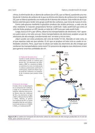 139
Captura y transformación de energía
uas / dgep
cítrico, la eliminación de un átomo de carbono (en el CO2
que se libera), quedando una mo-
lécula de 5 átomos de carbono de la que se elimina otro átomo de carbono (en el siguiente
CO2
que se libera) quedando una molécula de 4 átomos de carbono. Esta molécula de 4 car-
bonos está lista para recibir otro grupo acetil de dos carbonos, que inicia de nuevo el ciclo.
Como cada glucosa mediante la glucólisis produce dos ácidos pirúvicos, y cada uno de
ellos mediante la reacción preparatoria forman acetil-CoA. Cada acetil-CoA que entra al
ciclo de Krebs produce un ATP, dando un total de 2 ATP (uno por cada acetil-CoA).
Luego, busca el ATP y por último, observa los transportadores de electrones: NAD+
apare-
ce cuatro veces y FAD solo una vez. Estos transportadores de electrones aceptan un par de
electrones de alta energía, transformando NAD+
en NADH y FAD en FADH2
.
¿Qué sucede con estos productos del ciclo de Krebs? El CO2
liberado en este ciclo, es
el que expulsas cada vez que exhalas. El ATP que se produce en este ciclo es usado en ac-
tividades celulares. Pero, ¿qué hace la célula con todos los electrones de alta energía que
contienen los transportadores como NADH? En presencia de oxígeno esos electrones sirven
para generar enormes cantidades de ATP.
Figura 5.29 La cadena de transporte de electrones utiliza los electrones de alta energía producidos en el ciclo de
Krebs, para convertir ADP en ATP.
Ácido
pirúvico
NAD+
NAD+
FADH2
FAD
NAD+
NAD+
ADP
ATP
NADH
NADH
NADH
NADH
Compuesto
de 4 carbonos
Compuesto
de 5 carbonos
CO2
CoA
CoA
Coenzima A
Ácido cítrico
CO2
CO2
Acetil-CoA
A. Producción de ácido cítrico
Cuando el ácido pirúvico entra en la
mitocondria, pierde un carbono para
formar CO2
, sus electrones son elimi-
nados, y NAD+
se convierte en NADH.
La coenzima A se une a la molécula de
2 carbonos produciendo acetil-CoA. A
continuación, acetil-CoA añade el gru-
po acetil de 2 carbonos a un compues-
to de 4 carbonos para producir ácido
cítrico.
B. Extracción de energía
El ácido cítrico se descompone
en un compuesto de 5 carbonos,
y luego en un compuesto de 4
carbonos. Mientras esto ocurre,
se liberan otras dos moléculas
de CO2
y los electrones se ligan
a NAD+
y FAD para formar NADH
y FADH2
. Además, se genera
una molécula de ATP. La cuenta
energética total de una molécu-
la de ácido pirúvico es 4 NADH,
1 FADH2
, y 1 molécula de ATP.
 