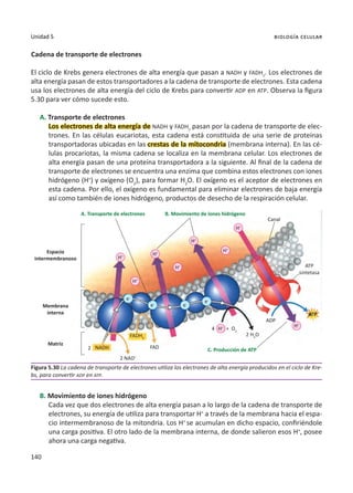 140
Unidad 5 biología celular
Cadena de transporte de electrones
El ciclo de Krebs genera electrones de alta energía que pasan a NADH y FADH2
. Los electrones de
alta energía pasan de estos transportadores a la cadena de transporte de electrones. Esta cadena
usa los electrones de alta energía del ciclo de Krebs para convertir ADP en ATP. Observa la figura
5.30 para ver cómo sucede esto.
A. Transporte de electrones
Los electrones de alta energía de NADH y FADH2
pasan por la cadena de transporte de elec-
trones. En las células eucariotas, esta cadena está constituida de una serie de proteínas
transportadoras ubicadas en las crestas de la mitocondria (membrana interna). En las cé-
lulas procariotas, la misma cadena se localiza en la membrana celular. Los electrones de
alta energía pasan de una proteína transportadora a la siguiente. Al final de la cadena de
transporte de electrones se encuentra una enzima que combina estos electrones con iones
hidrógeno (H+
) y oxígeno (O2
), para formar H2
O. El oxígeno es el aceptor de electrones en
esta cadena. Por ello, el oxígeno es fundamental para eliminar electrones de baja energía
así como también de iones hidrógeno, productos de desecho de la respiración celular.
B. Movimiento de iones hidrógeno
Cada vez que dos electrones de alta energía pasan a lo largo de la cadena de transporte de
electrones, su energía de utiliza para transportar H+
a través de la membrana hacia el espa-
cio intermembranoso de la mitondria. Los H+
se acumulan en dicho espacio, confiriéndole
una carga positiva. El otro lado de la membrana interna, de donde salieron esos H+
, posee
ahora una carga negativa.
Figura 5.30 La cadena de transporte de electrones utiliza los electrones de alta energía producidos en el ciclo de Kre-
bs, para convertir ADP en ATP.
A. Transporte de electrones B. Movimiento de iones hidrógeno
C. Producción de ATP
Espacio
intermembranoso
Membrana
interna
Matriz
Canal
ATP
sintetasa
ATP
ADP
FAD
2 NAD+
FADH2
NADH
4
2
+ O2
2 H2
O
H+ H+
H+
H+
H+
H+
H+
H+
H+
e-
e-
e-
e-
 