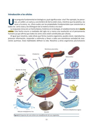 15
Introducción a las células
U
na pregunta fundamental en biología es ¿qué significa estar vivo? Por ejemplo, las perso-
nas, un colibrí, un cactus y una lombriz de tierra están vivos, mientras que las piedras, las
rocas y la arena, no. ¿Pero cuales son las propiedades fundamentales que caracterizan a
todos los seres vivos y los distinguen de la materia inerte o no viva?
La respuesta inicia con un hecho básico, histórico en la biología, el establecimiento de la teoría
celular. Este hecho ocurre a mediados del siglo XIX y marca una revolución en el pensamiento
humano ya que afirma que todos los seres vivos están constituidos por células.
Al igual que nosotros, cada célula que forma nuestro organismo, puede crecer, reproducirse,
procesar información, responder a estímulos y llevar a cabo una asombrosa variedad de reac-
ciones químicas. Estas habilidades definen la vida. Nosotros y otros organismos pluricelulares
Figura1.1 Esquema de una célula con amplificación de sus organelos.
Centrosoma
Citoplasma
Núcleo
Membrana plasmática
Mitocondria
Cromatina
Ribosoma
Lisosomas
Retículo endoplásmico rugoso
Vacuola
Retículo endoplásmico liso
Aparato de Golgi
 