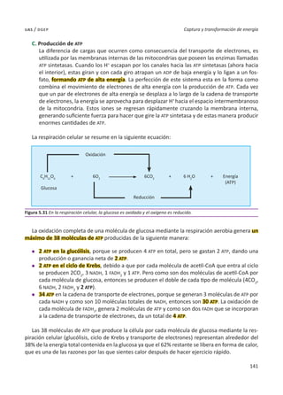 141
Captura y transformación de energía
uas / dgep
C. Producción de ATP
La diferencia de cargas que ocurren como consecuencia del transporte de electrones, es
utilizada por las membranas internas de las mitocondrias que poseen las enzimas llamadas
ATP sintetasas. Cuando los H+
escapan por los canales hacia las ATP sintetasas (ahora hacia
el interior), estas giran y con cada giro atrapan un ADP de baja energía y lo ligan a un fos-
fato, formando ATP de alta energía. La perfección de este sistema esta en la forma como
combina el movimiento de electrones de alta energía con la producción de ATP. Cada vez
que un par de electrones de alta energía se desplaza a lo largo de la cadena de transporte
de electrones, la energía se aprovecha para desplazar H+
hacia el espacio intermembranoso
de la mitocondria. Estos iones se regresan rápidamente cruzando la membrana interna,
generando suficiente fuerza para hacer que gire la ATP sintetasa y de estas manera producir
enormes cantidades de ATP.
La respiración celular se resume en la siguiente ecuación:
La oxidación completa de una molécula de glucosa mediante la respiración aerobia genera un
máximo de 38 moléculas de ATP producidas de la siguiente manera:
l	 2 ATP en la glucólisis, porque se producen 4 ATP en total, pero se gastan 2 ATP, dando una
producción o ganancia neta de 2 ATP.
l	 2 ATP en el ciclo de Krebs, debido a que por cada molécula de acetil-CoA que entra al ciclo
se producen 2CO2
, 3 NADH, 1 FADH2
y 1 ATP. Pero como son dos moléculas de acetil-CoA por
cada molécula de glucosa, entonces se producen el doble de cada tipo de molécula (4CO2
,
6 NADH, 2 FADH2
y 2 ATP).
l	 34 ATP en la cadena de transporte de electrones, porque se generan 3 moléculas de ATP por
cada NADH y como son 10 moléculas totales de NADH, entonces son 30 ATP. La oxidación de
cada molécula de FADH2
, genera 2 moléculas de ATP y como son dos FADH que se incorporan
a la cadena de transporte de electrones, da un total de 4 ATP.
Las 38 moléculas de ATP que produce la célula por cada molécula de glucosa mediante la res-
piración celular (glucólisis, ciclo de Krebs y transporte de electrones) representan alrededor del
38% de la energía total contenida en la glucosa ya que el 62% restante se libera en forma de calor,
que es una de las razones por las que sientes calor después de hacer ejercicio rápido.
Figura 5.31 En la respiración celular, la glucosa es oxidada y el oxígeno es reducido.
C6
H12
O6
Glucosa
Oxidación
Reducción
6O2
6CO2
6 H2
O Energía
(ATP)
+
+ +
 