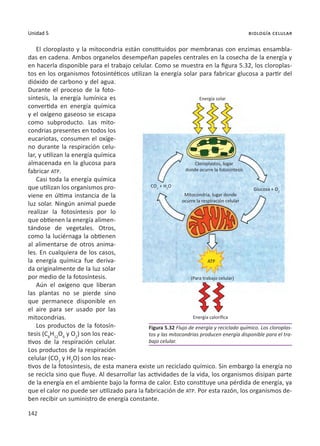 142
Unidad 5 biología celular
El cloroplasto y la mitocondria están constituidos por membranas con enzimas ensambla-
das en cadena. Ambos organelos desempeñan papeles centrales en la cosecha de la energía y
en hacerla disponible para el trabajo celular. Como se muestra en la figura 5.32, los cloroplas-
tos en los organismos fotosintéticos utilizan la energía solar para fabricar glucosa a partir del
dióxido de carbono y del agua.
Durante el proceso de la foto-
síntesis, la energía lumínica es
convertida en energía química
y el oxígeno gaseoso se escapa
como subproducto. Las mito-
condrias presentes en todos los
eucariotas, consumen el oxíge-
no durante la respiración celu-
lar, y utilizan la energía química
almacenada en la glucosa para
fabricar ATP.
Casi toda la energía química
que utilizan los organismos pro-
viene en última instancia de la
luz solar. Ningún animal puede
realizar la fotosíntesis por lo
que obtienen la energía alimen-
tándose de vegetales. Otros,
como la luciérnaga la obtienen
al alimentarse de otros anima-
les. En cualquiera de los casos,
la energía química fue deriva-
da originalmente de la luz solar
por medio de la fotosíntesis.
Aún el oxígeno que liberan
las plantas no se pierde sino
que permanece disponible en
el aire para ser usado por las
mitocondrias.
Los productos de la fotosín-
tesis (C6
H12
O6
y O2
) son los reac-
tivos de la respiración celular.
Los productos de la respiración
celular (CO2
y H2
O) son los reac-
tivos de la fotosíntesis, de esta manera existe un reciclado químico. Sin embargo la energía no
se recicla sino que fluye. Al desarrollar las actividades de la vida, los organismos disipan parte
de la energía en el ambiente bajo la forma de calor. Esto constituye una pérdida de energía, ya
que el calor no puede ser utilizado para la fabricación de ATP. Por esta razón, los organismos de-
ben recibir un suministro de energía constante.
Figura 5.32 Flujo de energía y reciclado químico. Los cloroplas-
tos y las mitocondrias producen energía disponible para el tra-
bajo celular.
Energía solar
Glucosa + O2
(Para trabajo celular)
Energía calorífica
ATP
CO2
+ H2
O
Cloroplastos, lugar
donde ocurre la fotosíntesis
Mitocondria, lugar donde
ocurre la respiración celular
 