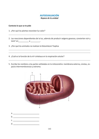 143
AUTOEVALUACIÓN
Repaso de la unidad
Contesta lo que se te pide
1.	 ¿Por qué las plantas necesitan luz solar?
2.	 Las reacciones dependientes de la luz, además de producir oxígeno gaseoso, convierten ADP y
NADP+
en__________ y _________.
3.	 ¿Por qué los animales no realizan la fotosíntesis? Explica
4.	 ¿Cuál es la función de la ATP sintetasa en la respiración celular?
5.	 Escribe los nombres a las partes señaladas en la mitocondria: membrana externa, crestas, es-
pacio intermembranoso y estroma.
a. _________________________
b. _________________________
c. _________________________
d. _________________________
a.
b.
d.
c.
 