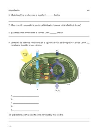 144
Autoevaluación uas
6.	¿Cuántos ATP se producen en la glucólisis?_______ Explica
7.	 ¿Qué reacción preparatoria requiere el ácido pirúvico para iniciar el ciclo de Krebs?
8.	¿Cuántos ATP se producen en el ciclo de Krebs?______ Explica
9.	 Completa los nombres y moléculas en el siguiente dibujo del cloroplasto: Ciclo de Calvin, O2
,
membrana tilacoide, grana, estroma.
a. _________________________
b. _________________________
c. _________________________
d. _________________________
e. _________________________
10.	 Explica la relación que existe entre cloroplasto y mitocondria.
P
CO2
H2
O
Energía
solar
ADP +
NADP +
NADPH
ATP
Reacciones
dependientes
de la luz
a.
b.
d.
c.
e.
C6
H12
O6
 
