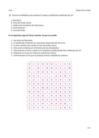 147
Repaso de la unidad
dgep
10.	 Proceso metabólico que produce la mayor cantidad de moléculas de ATP:
a. Glucólisis
b. Ciclo del ácido cítrico
c. Cadena de transporte de electrones
d. Fermentación
e. Ciclo de Krebs
En la siguiente sopa de letras, localiza lo que se te pide:
1.	 Son pilas de tilacoides.
2.	 Es producido mediante las reacciones dependientes de la luz.
3.	 Es otro nombre que recibe el ciclo del ácido cítrico.
4.	 Este ciclo se efectúa en el estroma de los cloroplastos.
5.	 Este proceso se lleva a cabo en el citoplasma produciendo dos moléculas de ATP.
6.	 Organelo en el que se realiza la respiración celular.
7.	 Fermentación en la que se produce etanol y dióxido de carbono.
A L C O H O L I C A
R I B T O N U C L M
C L O N G A L A C I
A U X I L I A G O T
L U I G U R E R I O
V A G O C U Y A S C
I R E M O S A N R O
N U N C L A O A G N
E S O D I R A B A D
S C E D S U R O E R
E S T R I B A U N I
K R E B S I L A N A
 