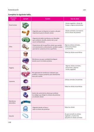 148
Autoevaluación uas
Completa la siguiente tabla.
Pared celular
Organelos que se disponen en pares y de gran
importancia para la división celular
Organelo de doble membrana con tilacoides
que contienen clorofila, dentro de la cual
ocurre la fotosíntesis
Membrana con gran cantidad de pliegues
donde ocurre la síntesis proteica
Pila aplanada de membranas tubulares que
modifica y empaca proteínas para distribuirlas
fuera de la célula
Organelo donde se lleva a
cabo la síntesis de proteínas
De gran tamaño en células
vegetales y mucho más
pequeña en células animales
Todas las células
Centro de control de la célula que contiene
los códigos que dirigen la síntesis de proteínas
y la división célular
Proyecciones de la superficie celular que ayudan
en la locomoción y alimentación, también usados
para barrer sustancias de las superficies
Todas las células eucarióticas
Células vegetales, células de
hongos y algunos procariotas
Algunas células animales,
células de protistas
y procariotas
Algunas células animales,
procariotas y algunas
celulas vegetales
Células animales únicamente
Todas las células eucarióticas
Células animales y la mayoría
de las células de protistas
Cilios
Estructura
celular
Tipo de célula
Ejemplo Función
Flagelos
Lisosoma
Vacuola
Membrana
plasmática
 