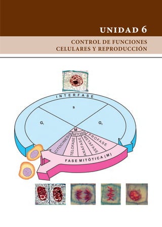 unidad 6
Control de funciones
celulares y reproducción
 
