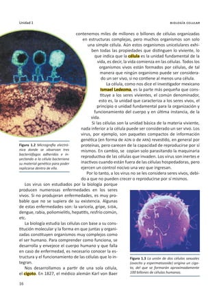 16
Unidad 1 biología celular
contenemos miles de millones o billones de células organizadas
en estructuras complejas, pero muchos organismos son solo
una simple célula. Aún estos organismos unicelulares exhi-
ben todas las propiedades que distinguen lo viviente, lo
que indica que la célula es la unidad fundamental de la
vida, es decir, la vida comienza en las células. Todos los
organismos vivos están formados por células, de tal
manera que ningún organismo puede ser considera-
do un ser vivo, si no contiene al menos una célula.
La célula, como nos dice el investigador mexicano
Ismael Ledezma, es la parte más pequeña que cons-
tituye a los seres vivientes, el común denominador,
esto es, la unidad que caracteriza a los seres vivos, el
principio o unidad fundamental para la organización y
funcionamiento del cuerpo y en última instancia, de la
vida.
Si las células son la unidad básica de la materia viviente,
nada inferior a la célula puede ser considerado un ser vivo. Los
virus, por ejemplo, son paquetes compactos de información
genética (en forma de ADN o de ARN) revestido, en general por
proteínas, pero carecen de la capacidad de reproducirse por sí
mismos. En cambio, se copian solo parasitando la maquinaria
reproductiva de las células que invaden. Los virus son inertes e
inactivos cuando están fuera de las células hospedadoras, pero
ejercen un control nocivo una vez que ingresan.
Por lo tanto, a los virus no se les considera seres vivos, debi-
do a que no pueden crecer o reproducirse por sí mismos.
Los virus son estudiados por la biología porque
producen numerosas enfermedades en los seres
vivos. Si no produjeran enfermedades, es muy pro-
bable que no se supiera de su existencia. Algunas
de estas enfermedades son: la varicela, gripe, sida,
dengue, rabia, poliomielitis, hepatitis, resfrío común,
etc.
La biología estudia las células con base a su cons-
titución molecular y la forma en que juntas y organi-
zadas constituyen organismos muy complejos como
el ser humano. Para comprender como funciona, se
desarrolla y envejece el cuerpo humano y que falla
en caso de enfermedad, es necesario conocer la es-
tructura y el funcionamiento de las células que lo in-
tegran.
Nos desarrollamos a partir de una sola célula,
el cigoto. En 1827, el médico alemán Karl von Baer
Figura 1.2 Micrografía electró-
nica donde se observan tres
bacteriófagos adheridos e in-
yectando a la célula bacteriana
su material genético para poder
replicarse dentro de ella.
Figura 1.3 La unión de dos células sexuales
(ovocito y espermatozoide) origina un cigo-
to, del que se formarán aproximadamente
100 billones de células humanas.
 
