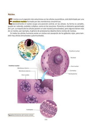151
Núcleo
E
l núcleo es el organelo más voluminoso en las células eucarióticas, está delimitado por una
envoltura nuclear formada por dos membranas concéntricas.
Generalmente el núcleo ocupa una posición central, en las células. Su forma es variable,
puede ser redondo, ovalado o elíptico, como en las neuronas. Presenta un diámetro aproximado
de 5 µm. La mayoría de las células poseen un solo núcleo (uninucleadas), pero algunas tienen más
de un núcleo, por ejemplo, el género de protozoarios Opalina tiene cientos de núcleos.
En todas las células humanas existe un núcleo con excepción de los glóbulos rojos, pero tam-
bién hay células binucleadas y plurinucleadas.
Figura 6.1 Anatomía del núcleo celular.
Poro nuclear
Fosfolípido
Membrana externa
Membrana interna
Envoltura nuclear
Envoltura nuclear
Nucleoplasma
Nucléolo
Poro nuclear
Cromatina
 
