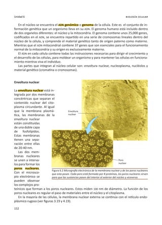 152
Unidad 6 biología celular
En el núcleo se encuentra el ADN genómico o genoma de la célula. Este es el conjunto de in-
formación genética que un organismo lleva en su ADN. El genoma humano está incluido dentro
de dos organelos diferentes: el núcleo y la mitocondria. El genoma contiene unos 25,000 genes,
codificados en el ADN, se encuentra repartido en una serie de cromosomas lineales dentro del
núcleo de la célula, y comprende el material genético tanto de origen paterno como materno.
Mientras que el ADN mitocondrial contiene 37 genes que son esenciales para el funcionamiento
normal de la mitocondria y su origen es exclusivamente materno.
El ADN en cada célula contiene todas las instrucciones necesarias para dirigir el crecimiento y
el desarrollo de las células, para moldear un organismo y para mantener las células en funciona-
miento mientras viva el individuo.
Las partes que integran al núcleo celular son: envoltura nuclear, nucleoplasma, nucléolos y
material genético (cromatina o cromosomas).
Envoltura nuclear
La envoltura nuclear está in-
tegrada por dos membranas
concéntricas que separan el
contenido nuclear del cito-
plasma circundante. Al igual
que la membrana plasmá-
tica, las membranas de la
envoltura nuclear
están constituidas
de una doble capa
de fosfolípidos.
Estas membranas
tienen una sepa-
ración entre ellas
de 20-40 nm.
Las dos mem-
branas nucleares
se unen a interva-
los para formar los
poros nucleares.
Con el microsco-
pio electrónico se
pueden observar
los complejos pro-
teínicos que forman a los poros nucleares. Estos miden 100 nm de diámetro. La función de los
poros nucleares es regular el paso de materiales entre el núcleo y el citoplasma.
En la mayoría de las células, la membrana nuclear externa se continúa con el retículo endo-
plásmico rugoso (ver figuras 3.19 y 4.19).
Figura 6.2 Micrografía electrónica de la membrana nuclear y de los poros nucleares
que esta posee. Cada poro está formado por 8 proteínas, los poros nucleares sirven
para que las sustancias pasen del interior al exterior del núcleo y viceversa.
Envoltura
nuclear
Poro
nuclear
 