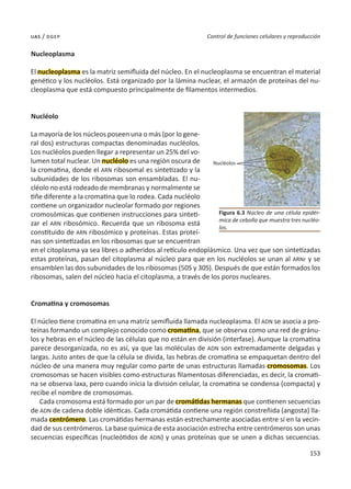 153
Control de funciones celulares y reproducción
uas / dgep
Nucleoplasma
El nucleoplasma es la matriz semifluida del núcleo. En el nucleoplasma se encuentran el material
genético y los nucléolos. Está organizado por la lámina nuclear, el armazón de proteínas del nu-
cleoplasma que está compuesto principalmente de filamentos intermedios.
Nucléolo
La mayoría de los núcleos poseen una o más (por lo gene-
ral dos) estructuras compactas denominadas nucléolos.
Los nucléolos pueden llegar a representar un 25% del vo-
lumen total nuclear. Un nucléolo es una región oscura de
la cromatina, donde el ARN ribosomal es sintetizado y la
subunidades de los ribosomas son ensambladas. El nu-
cléolo no está rodeado de membranas y normalmente se
tiñe diferente a la cromatina que lo rodea. Cada nucléolo
contiene un organizador nucleolar formado por regiones
cromosómicas que contienen instrucciones para sinteti-
zar el ARN ribosómico. Recuerda que un ribosoma está
constituido de ARN ribosómico y proteínas. Estas proteí-
nas son sintetizadas en los ribosomas que se encuentran
en el citoplasma ya sea libres o adheridos al retículo endoplásmico. Una vez que son sintetizadas
estas proteínas, pasan del citoplasma al núcleo para que en los nucléolos se unan al ARNr y se
ensamblen las dos subunidades de los ribosomas (50S y 30S). Después de que están formados los
ribosomas, salen del núcleo hacia el citoplasma, a través de los poros nucleares.
Cromatina y cromosomas
El núcleo tiene cromatina en una matriz semifluida llamada nucleoplasma. El ADN se asocia a pro-
teínas formando un complejo conocido como cromatina, que se observa como una red de gránu-
los y hebras en el núcleo de las células que no están en división (interfase). Aunque la cromatina
parece desorganizada, no es así, ya que las moléculas de ADN son extremadamente delgadas y
largas. Justo antes de que la célula se divida, las hebras de cromatina se empaquetan dentro del
núcleo de una manera muy regular como parte de unas estructuras llamadas cromosomas. Los
cromosomas se hacen visibles como estructuras filamentosas diferenciadas, es decir, la cromati-
na se observa laxa, pero cuando inicia la división celular, la cromatina se condensa (compacta) y
recibe el nombre de cromosomas.
Cada cromosoma está formado por un par de cromátidas hermanas que contienen secuencias
de ADN de cadena doble idénticas. Cada cromátida contiene una región constreñida (angosta) lla-
mada centrómero. Las cromátidas hermanas están estrechamente asociadas entre sí en la vecin-
dad de sus centrómeros. La base química de esta asociación estrecha entre centrómeros son unas
secuencias específicas (nucleótidos de ADN) y unas proteínas que se unen a dichas secuencias.
Nucléolos
Figura 6.3 Núcleo de una célula epidér-
mica de cebolla que muestra tres nucléo-
los.
 