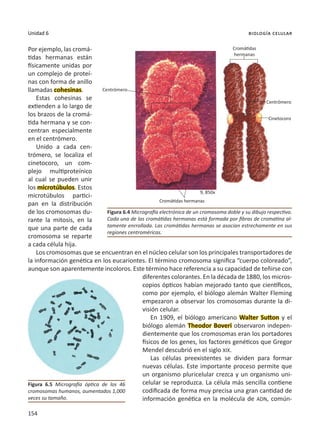 154
Unidad 6 biología celular
Por ejemplo, las cromá-
tidas hermanas están
físicamente unidas por
un complejo de proteí-
nas con forma de anillo
llamadas cohesinas.
Estas cohesinas se
extienden a lo largo de
los brazos de la cromá-
tida hermana y se con-
centran especialmente
en el centrómero.
Unido a cada cen-
trómero, se localiza el
cinetocoro, un com-
plejo multiproteínico
al cual se pueden unir
los microtúbulos. Estos
microtúbulos partici-
pan en la distribución
de los cromosomas du-
rante la mitosis, en la
que una parte de cada
cromosoma se reparte
a cada célula hija.
Los cromosomas que se encuentran en el núcleo celular son los principales transportadores de
la información genética en los eucariontes. El término cromosoma significa “cuerpo coloreado”,
aunque son aparentemente incoloros. Este término hace referencia a su capacidad de teñirse con
diferentes colorantes. En la década de 1880, los micros-
copios ópticos habían mejorado tanto que científicos,
como por ejemplo, el biólogo alemán Walter Fleming
empezaron a observar los cromosomas durante la di-
visión celular.
En 1909, el biólogo americano Walter Sutton y el
biólogo alemán Theodor Boveri observaron indepen-
dientemente que los cromosomas eran los portadores
físicos de los genes, los factores genéticos que Gregor
Mendel descubrió en el siglo XIX.
Las células preexistentes se dividen para formar
nuevas células. Este importante proceso permite que
un organismo pluricelular crezca y un organismo uni-
celular se reproduzca. La célula más sencilla contiene
codificada de forma muy precisa una gran cantidad de
información genética en la molécula de ADN, común-
Figura 6.4 Micrografía electrónica de un cromosoma doble y su dibujo respectivo.
Cada una de las cromátidas hermanas está formada por fibras de cromatina al-
tamente enrrollada. Las cromátidas hermanas se asocian estrechamente en sus
regiones centroméricas.
Figura 6.5 Micrografía óptica de los 46
cromosomas humanos, aumentados 1,000
veces su tamaño.
Centrómero
Centrómero
Cinetocoro
9, 850x
Cromátidas hermanas
Cromátidas
hermanas
 