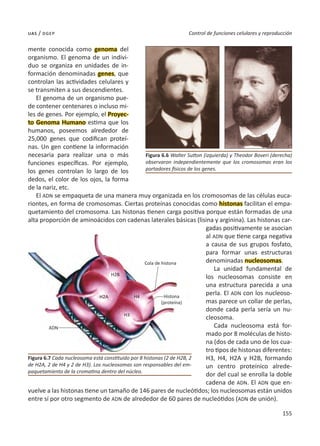 155
Control de funciones celulares y reproducción
uas / dgep
mente conocida como genoma del
organismo. El genoma de un indivi-
duo se organiza en unidades de in-
formación denominadas genes, que
controlan las actividades celulares y
se transmiten a sus descendientes.
El genoma de un organismo pue-
de contener centenares o incluso mi-
les de genes. Por ejemplo, el Proyec-
to Genoma Humano estima que los
humanos, poseemos alrededor de
25,000 genes que codifican proteí-
nas. Un gen contiene la información
necesaria para realizar una o más
funciones específicas. Por ejemplo,
los genes controlan lo largo de los
dedos, el color de los ojos, la forma
de la nariz, etc.
El ADN se empaqueta de una manera muy organizada en los cromosomas de las células euca-
riontes, en forma de cromosomas. Ciertas proteínas conocidas como histonas facilitan el empa-
quetamiento del cromosoma. Las histonas tienen carga positiva porque están formadas de una
alta proporción de aminoácidos con cadenas laterales básicas (lisina y arginina). Las histonas car-
gadas positivamente se asocian
al ADN que tiene carga negativa
a causa de sus grupos fosfato,
para formar unas estructuras
denominadas nucleosomas.
La unidad fundamental de
los nucleosomas consiste en
una estructura parecida a una
perla. El ADN con los nucleoso-
mas parece un collar de perlas,
donde cada perla sería un nu-
cleosoma.
Cada nucleosoma está for-
mado por 8 moléculas de histo-
na (dos de cada uno de los cua-
tro tipos de histonas diferentes:
H3, H4, H2A y H2B, formando
un centro proteínico alrede-
dor del cual se enrolla la doble
cadena de ADN. El ADN que en-
vuelve a las histonas tiene un tamaño de 146 pares de nucleótidos; los nucleosomas están unidos
entre sí por otro segmento de ADN de alrededor de 60 pares de nucleótidos (ADN de unión).
Figura 6.7 Cada nucleosoma está constituido por 8 histonas (2 de H2B, 2
de H2A, 2 de H4 y 2 de H3). Los nucleosomas son responsables del em-
paquetamiento de la cromatina dentro del núcleo.
Figura 6.6 Walter Sutton (izquierda) y Theodor Boveri (derecha)
observaron independientemente que los cromosomas eran los
portadores físicos de los genes.
Cola de histona
ADN
H2A
H2B
H4
H3
Histona
(proteína)
 