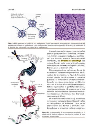 156
Unidad 6 biología celular
Los nucleosomas funcionan como pequeñas
bobinas que evitan que la cadena de ADN se en-
rede. Existen otras proteínas (que no son histo-
nas) que permiten mantener la estructura del
cromosoma, las proteínas de andamiaje. Las
histonas forman parte importante del proceso
de la regulación de la expresión génica, es decir,
de si los genes se expresan o no.
El empaquetamiento del ADN en forma de
nucleosomas representa el primer nivel de es-
tructura del cromosoma. La figura 6.9 muestra
un nivel superior de estructura de la cromatina
que lleva a la formación de un cromosoma con-
densado. Los nucleosomas tienen un diámetro
de 11 nm. El estado de nucleosoma empaqueta-
do tiene lugar cuando el quinto tipo de histona,
conocida como histona H1, se asocia con el ADN
de unión, permitiendo que los nucleosomas ad-
yacentes se unan y formen una fibra de cromati-
na compacta de 30 nm.
En la cromatina extendida (laxa), estas fibras
forman unos bucles grandes unidos entre ellos
por las proteínas de andamiaje. Estos bucles
interaccionan para formar la cromatina con-
densada que se encuentra en los cromosomas.
Figura 6.8 A la izquierda, un modelo de tres nucleosomas. El ADN que envuelve al complejo de 8 histonas contiene 146
pares de nucleótidos; los nucleosomas están unidos entre sí por otro segmento de ADN de 60 pares de nucleótidos. A
la derecha, una micrografía electrónica de los nucleosomas.
Nucleosoma
(10 nm de
diámetro)
Figura 6.9 a) Organización de un cromosoma eucarionte. En el
dibujo b de la siguiente página se muestran las medidas de cada
uno de sus componentes.
156
ADN unido alrededor
del complejo de 8
moléculas de histona
Colas de
histona
ADN de
unión
Cromosoma
(6)
Cola de
histona
Nucleosoma
(2)
Hélice
de ADN
(1)
Histonas
a)
Histona H1
Cromatina
condensada
(5)
Cromatina
laxa
(4)
Nucleosomas
enrollados
(3)
 