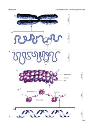 157
Control de funciones celulares y reproducción
uas / dgep
Histonas
ADN
Histonas
Nucleosoma
Histonas H1
Nucleosoma
b)
(1)
(2)
(3)
4)
(5)
(6)
1400
nm
700
nm
300
nm
30
nm
11
nm
2
nm
 