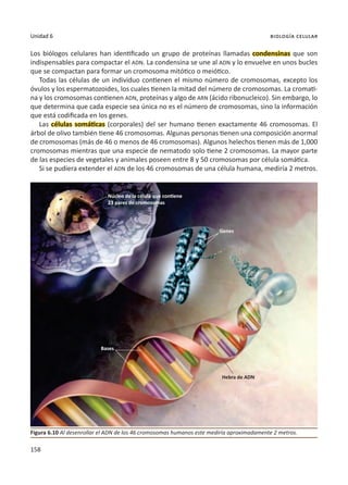 158
Unidad 6 biología celular
Los biólogos celulares han identificado un grupo de proteínas llamadas condensinas que son
indispensables para compactar el ADN. La condensina se une al ADN y lo envuelve en unos bucles
que se compactan para formar un cromosoma mitótico o meiótico.
Todas las células de un individuo contienen el mismo número de cromosomas, excepto los
óvulos y los espermatozoides, los cuales tienen la mitad del número de cromosomas. La cromati-
na y los cromosomas contienen ADN, proteínas y algo de ARN (ácido ribonucleico). Sin embargo, lo
que determina que cada especie sea única no es el número de cromosomas, sino la información
que está codificada en los genes.
Las células somáticas (corporales) del ser humano tienen exactamente 46 cromosomas. El
árbol de olivo también tiene 46 cromosomas. Algunas personas tienen una composición anormal
de cromosomas (más de 46 o menos de 46 cromosomas). Algunos helechos tienen más de 1,000
cromosomas mientras que una especie de nematodo solo tiene 2 cromosomas. La mayor parte
de las especies de vegetales y animales poseen entre 8 y 50 cromosomas por célula somática.
Si se pudiera extender el ADN de los 46 cromosomas de una célula humana, mediría 2 metros.
Figura 6.10 Al desenrollar el ADN de los 46 cromosomas humanos este mediría aproximadamente 2 metros.
Núcleo de la célula que contiene
23 pares de cromosomas
Genes
Bases
Hebra de ADN
 