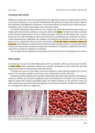 159
Control de funciones celulares y reproducción
uas / dgep
Funciones del núcleo
Debido al tamaño del núcleo (el más grande de los organelos) y que en la mayoría de las células
se encuentra ubicado en una posición relativamente fija próxima al centro de la célula, algunos
de los primeros investigadores supusieron, mucho antes de que se dispusiera de evidencias expe-
rimentales, que el núcleo funcionaba como centro de control.
Las células almacenan información en una molécula de ácido desoxirribonucleico (ADN) y la
mayor parte del ADN de las células se encuentra dentro del núcleo. Cuando una célula se divide,
la información almacenada en el ADN se replica para pasar intacta a las dos células hijas. Las mo-
léculas de ADN están formadas por genes (secuencias de nucleótidos) que contienen las instruc-
ciones químicamente codificadas para elaborar las proteínas que necesita la célula, es decir, los
genes son las unidades de herencia de los cromosomas. El ADN del núcleo controla la síntesis de
proteínas transcribiendo su información en forma de ARN mensajero (ARNm), este sale del núcleo
a través de los poros de la envoltura nuclear para trasladarse al citoplasma, específicamente a los
ribosomas en donde se sintetizan las proteínas.
Los tres tipos de ARN (ribosómico, mensajero y de transferencia) son sintetizados en el núcleo.
Ciclo celular
Las etapas por las que una célula debe pasar entre una división y otra se conoce con el nombre
de ciclo celular. Bajo condiciones óptimas de nutrición, temperatura y pH, la duración del ciclo
celular eucarionte es constante para cada tipo celular.
El tiempo que dura un ciclo celular varía entre especies y entre distintos tejidos de la misma
especie. En una célula vegetal o animal que crece activamente es de 8 a 20 horas.
Cuando las células alcanzan cierto tamaño, deben dejar de crecer o bien dividirse. No todas las
células se dividen, por ejemplo los glóbulos rojos normalmente no se dividen una vez maduros.
Algunas células del músculo esquelético dejan de dividirse después de los primeros meses de
vida, mientras que las células del tracto digestivo y las células de la piel se dividen frecuentemen-
te a lo largo de la vida de un organismo.
Figura 6.11 Micrografía óptica de células musculares esqueléticas y micrografía electrónica de glóbulos rojos. Dos
tipos celulares que normalmente no se dividen una vez maduras.
 