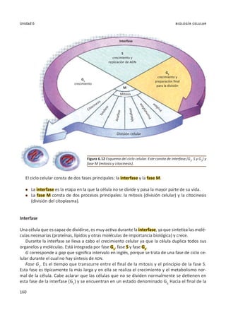 160
Unidad 6 biología celular
El ciclo celular consta de dos fases principales: la interfase y la fase M.
l	 La interfase es la etapa en la que la célula no se divide y pasa la mayor parte de su vida.
l	 La fase M consta de dos procesos principales: la mitosis (división celular) y la citocinesis
(división del citoplasma).
Interfase
Una célula que es capaz de dividirse, es muy activa durante la interfase, ya que sintetiza las molé-
culas necesarias (proteínas, lípidos y otras moléculas de importancia biológica) y crece.
Durante la interfase se lleva a cabo el crecimiento celular ya que la célula duplica todos sus
organelos y moléculas. Está integrada por fase G1
, fase S y fase G2
.
G corresponde a gap que significa intervalo en inglés, porque se trata de una fase de ciclo ce-
lular durante el cual no hay síntesis de ADN.
Fase G1
. Es el tiempo que transcurre entre el final de la mitosis y el principio de la fase S.
Esta fase es típicamente la más larga y en ella se realiza el crecimiento y el metabolismo nor-
mal de la célula. Cabe aclarar que las células que no se dividen normalmente se detienen en
esta fase de la interfase (G1
) y se encuentran en un estado denominado G0.
Hacia el final de la
Figura 6.12 Esquema del ciclo celular. Este consta de interfase (G1
, S y G2
) y
fase M (mitosis y citocinesis).
División celular
Interfase
M
Mitosis
Citocinesis
T
e
l
o
f
a
s
e
A
n
a
f
a
s
e
M
e
t
a
fa
s
e
P
r
o
m
e
t
a
f
a
s
e
P
r
o
f
a
s
e
S
crecimiento y
replicación de ADN
G1
crecimiento
G2
crecimiento y
preparación final
para la división
 