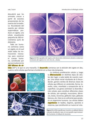 17
Introducción a la Biología celular
uas / dgep
descubrió que los
animales crecen a
partir de ovocitos
provenientes de los
ovarios de la madre.
La fecundación del
ovocito por células
espermáticas pro-
duce un cigoto, una
célula visualmente
pequeña de 200 mi-
crómetros (µm) de
diámetro.
Todo ser huma-
no comienza como
un cigoto, en el cual
están todas las ins-
trucciones necesa-
rias para construir
el cuerpo huma-
no, constituido por
aproximadamente
100 billones de cé-
lulas (1014
), lo que es una maravilla. El desarrollo comienza con la división del cigoto en dos,
cuatro y ocho células que forman el embrión en su fase más temprana.
La continua proliferación celular y, luego
la diferenciación en distintos tipos de célu-
las dan lugar a cada tejido de nuestro cuer-
po. Una célula inicial resultante de la fecun-
dación, genera cientos de diversas clases de
células que difieren en contenido, forma, ta-
maño, color, movilidad y composición de la
superficie. Los genes controlan la diversifica-
ción celular, para constituir diferentes clases
de células, por ejemplo, musculares, dérmi-
cas, óseas, neuronas, glóbulos rojos, glóbulos
blancos, etc. Esto no es suficiente para produ-
cir un organismo humano. Las células deben
organizarse en tejidos, órganos, aparatos o
sistemas, que constituirán un nuevo ser vivo.
Figura 1.4 Micrografías del cigoto y del desarrollo embrionario donde se observan
la división del cigoto en 2, 4, 8, 16, etc., células.
a
Figura 1.5 a) Micrografía que muestra un glóbulo blanco
rodeado de glóbulos rojos, b) micrografía espermatozoi-
des humanos, (c) dibujo de neuronas.
b
c
 