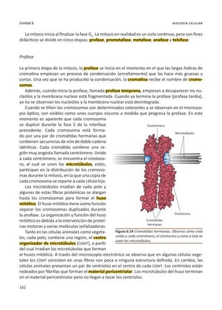 162
Unidad 6 biología celular
La mitosis inicia al finalizar la fase G2
. La mitosis en realidad es un ciclo continuo, pero con fines
didácticos se divide en cinco etapas: profase, prometafase, metafase, anafase y telofase.
Profase
La primera etapa de la mitosis, la profase se inicia en el momento en el que las largas hebras de
cromatina empiezan un proceso de condensación (enrollamiento) que las hace más gruesas y
cortas. Una vez que se ha producido la condensación, la cromatina recibe el nombre de cromo-
somas.
Además, cuando inicia la profase, llamada profase temprana, empiezan a desaparecer los nu-
cleólos y la membrana nuclear está fragmentada. Cuando ya termina la profase (profase tardía),
ya no se observan los nucleólos y la membrana nuclear está desintegrada.
Cuando se tiñen los cromosomas con determinados colorantes y se observan en el microsco-
pio óptico, son visibles como unos cuerpos oscuros a medida que progresa la profase. En este
momento es aparente que cada cromosoma
se duplicó durante la fase S de la interfase
precedente. Cada cromosoma está forma-
do por una par de cromátidas hermanas que
contienen secuencias de ADN de doble cadena
idénticas. Cada cromátida contiene una re-
gión muy angosta llamada centrómero. Unido
a cada centrómero, se encuentra el cinetoco-
ro, al cual se unen los microtúbulos, estos,
participan en la distribución de los cromoso-
mas durante la mitosis, en la que una copia de
cada cromosoma se reparte a cada célula hija.
Los microtúbulos irradian de cada polo y
algunas de estas fibras proteínicas se alargan
hasta los cromosomas para formar el huso
mitótico. El huso mitótico tiene como función
separar los cromosomas duplicados durante
la anafase. La organización y función del huso
mitótico es debida a la intervención de proteí-
nas motoras y varias moléculas señalizadoras.
Tanto en las células animales como vegeta-
les, cada polo, contiene una región, el centro
organizador de microtúbulos (COMT), a partir
del cual irradian los microtúbulos que forman
el husos mitótico. A través del microscopio electrónico se observa que en algunas células vege-
tales los COMT consisten en unas fibras con poca o ninguna estructura definida. En cambio, las
células animales presentan un par de centríolos en el centro de cada COMT. Los centríolos están
rodeados por fibrillas que forman el material pericentriolar. Los microtúbulos del huso terminan
en el material pericentriolar pero no llegan a tocar los centríolos.
Figura 6.14 Cromátidas hermanas. Observa cómo está
unido a cada centrómero, el cinetocoro y como a éste se
unen los microtúbulos.
Centrómero
Microtúbulos
Cinetocoro
Cromátidas
hermanas
 