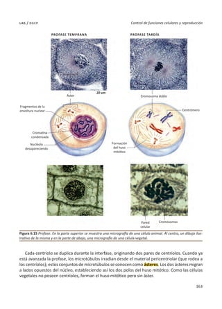 163
Control de funciones celulares y reproducción
uas / dgep
Cada centríolo se duplica durante la interfase, originando dos pares de centríolos. Cuando ya
está avanzada la profase, los microtúbulos irradian desde el material pericentriolar (que rodea a
los centríolos); estos conjuntos de microtúbulos se conocen como ásteres. Los dos ásteres migran
a lados opuestos del núcleo, estableciendo así los dos polos del huso mitótico. Como las células
vegetales no poseen centríolos, forman el huso mitótico pero sin áster.
Figura 6.15 Profase. En la parte superior se muestra una micrografía de una célula animal. Al centro, un dibujo ilus-
trativo de la misma y en la parte de abajo, una micrografía de una célula vegetal.
Profase temprana Profase tardía
20 um
Áster
Fragmentos de la
envoltura nuclear
Cromatina
condensada
Nucléolo
desapareciendo
Formación
del huso
mitótico
Cromosoma doble
Centrómero
Pared
celular
Cromosomas
 