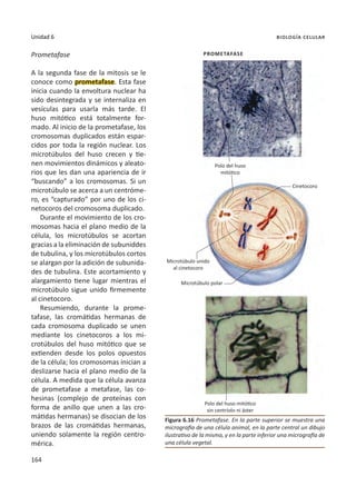 164
Unidad 6 biología celular
Prometafase
Polo del huso
mitótico
Polo del huso mitótico
sin centríolo ni áster
Cinetocoro
Microtúbulo unido
al cinetocoro
Microtúbulo polar
Prometafase
A la segunda fase de la mitosis se le
conoce como prometafase. Esta fase
inicia cuando la envoltura nuclear ha
sido desintegrada y se internaliza en
vesículas para usarla más tarde. El
huso mitótico está totalmente for-
mado. Al inicio de la prometafase, los
cromosomas duplicados están espar-
cidos por toda la región nuclear. Los
microtúbulos del huso crecen y tie-
nen movimientos dinámicos y aleato-
rios que les dan una apariencia de ir
“buscando” a los cromosomas. Si un
microtúbulo se acerca a un centróme-
ro, es “capturado” por uno de los ci-
netocoros del cromosoma duplicado.
Durante el movimiento de los cro-
mosomas hacia el plano medio de la
célula, los microtúbulos se acortan
gracias a la eliminación de subuniddes
de tubulina, y los microtúbulos cortos
se alargan por la adición de subunida-
des de tubulina. Este acortamiento y
alargamiento tiene lugar mientras el
microtúbulo sigue unido firmemente
al cinetocoro.
Resumiendo, durante la prome-
tafase, las cromátidas hermanas de
cada cromosoma duplicado se unen
mediante los cinetocoros a los mi-
crotúbulos del huso mitótico que se
extienden desde los polos opuestos
de la célula; los cromosomas inician a
deslizarse hacia el plano medio de la
célula. A medida que la célula avanza
de prometafase a metafase, las co-
hesinas (complejo de proteínas con
forma de anillo que unen a las cro-
mátidas hermanas) se disocian de los
brazos de las cromátidas hermanas,
uniendo solamente la región centro-
mérica.
Figura 6.16 Prometafase. En la parte superior se muestra una
micrografía de una célula animal, en la parte central un dibujo
ilustrativo de la misma, y en la parte inferior una micrografía de
una célula vegetal.
 