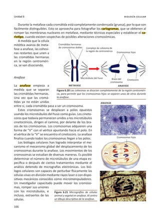 166
Unidad 6 biología celular
Durante la metafase cada cromátida está completamente condensada (gruesa), por lo que son
fácilmente distinguibles. Esto se aprovecha para fotografiar los cariogramas, que se obtienen al
romper las membranas nucleares en metafase, mediante técnicas especiales y establecer el ca-
riotipo, cuando existen sospechas de posibles alteraciones cromosómicas.
A medida que la célula
mitótica avanza de meta-
fase a anafase, las cohesi-
nas restantes que unen a
las cromátidas hermanas
en la región centroméri-
ca, se van disociando.
Anafase
La anafase empieza a
medida que se separan
las cromátidas hermanas.
Una vez que las cromá-
tidas ya no están unidas
entre sí, cada cromátida pasa a ser un cromosoma.
Estos cromosomas se desplazan a polos opuestos
usando los microtúbulos del huso como guías. Los cineto-
coros que todavía permanecen unidos a los microtúbulos
cinetocóricos, dirigen el camino, por delante de los bra-
zos de los cromosomas. Los cromosomas adquieren una
forma de “V” con el vértice apuntando hacia el polo. En
el vértice de la “V” se encuentra el cinetocoro. La anafase
finaliza cuando todos los cromosomas llegan a los polos.
Los biólogos celulares han logrado interpretar el me-
canismo el mecanismo global del desplazamiento de los
cromosomas durante la anafase. Los movimientos de los
cromosomas se estudian de diversas maneras. Es posible
determinar el número de microtúbulos de una etapa es-
pecífica o después de ciertos tratamientos mediante el
análisis detenido de micrografías electrónicas. Los bió-
logos celulares son capaces de perturbar físicamente las
células vivas en división mediante rayos laser o con dispo-
sitivos mecánicos conocidos como micromanipuladores.
Un investigador capacitado puede mover los cromoso-
mas, romper sus uniones
con los microtúbulos, e
incluso, extraerlos de las
células.
Figura 6.20 Las cohesinas se disocian completamente de la región centroméri-
ca, para permitir que los cromosomas hijos se separen unos de otros durante
la anafase.
Figura 6.21 Micrografías de células
animal y vegetal en anafase. Al centro
un dibujo descriptivo de la anafase.
METAFASE ANAFASE
ANAFASE
Cromátidas hermanas
de cromosomas dobles Complejo de cohesina de
la región de centromérica Cromosomas hijos
Cromosomas hijos
Microtúbulo del huso Brazo del
cromosoma
Cinetocoro
 