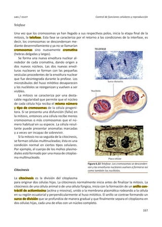 167
Control de funciones celulares y reproducción
uas / dgep
Telofase
Una vez que los cromosomas ya han llegado a sus respectivos polos, inicia la etapa final de la
mitosis, la telofase. Esta fase se caracteriza por el retorno a las condiciones de la interfase, es
decir, los cromosomas se descondensan me-
diante desenrrollamiento y ya no se llamarían
cromosomas sino nuevamente cromatina
(hebras delgadas y largas).
Se forma una nueva envoltura nuclear al-
rededor de cada cromatina, dando origen a
dos nuevos núcleos. Las dos nuevas envol-
turas nucleares se forman con las pequeñas
vesículas procedentes de la envoltura nuclear
que fue desintegrada durante la profase. Los
microtúbulos del huso mitótico desaparecen
y los nucléolos se reorganizan y vuelven a ser
visibles.
La mitosis se caracteriza por una desta-
cable regularidad que permite que el núcleo
de cada célula hija reciba el mismo número
y tipo de cromosomas de la célula progeni-
tora. Si se presenta una disfunción (falla) en
la mitosis, entonces una célula recibe menos
cromosomas o más cromosomas que el nú-
mero habitual en su especie. La célula resul-
tante puede presentar anomalías marcadas
y a veces ser incapaz de sobrevivir.
Si la mitosis no va seguida de la citocinesis,
se forman células multinucleadas; ésta es una
condición normal en ciertos tipos celulares.
Por ejemplo, el cuerpo de los mohos plasmo-
diales está formado por una masa de citoplas-
ma multinucleado.
Citocinesis
La citocinesis es la división del citoplasma
para originar dos células hijas. La citocinesis normalmente inicia antes de finalizar la mitosis. La
citocinesis de una célula animal o de una célula fúngica, inicia con la formación de un anillo con-
tráctil de actiomiosina (actina y miosina), unido a la membrana plasmática rodeando a la célula
en su región ecuatorial y perpendicularmente al huso mitótico. El anillo se contrae formando un
surco de división que se profundiza de manera gradual y que finalmente separa el citoplasma en
dos células hijas, cada una de ellas con un núcleo completo.
Figura 6.22 Telofase. Los cromosomas se desconden-
san y las envolturas nucleares vuelven a formarse así
como también los nucléolos.
Nucléolo
Placa célular
Surco divisorio
TELOFASE
 