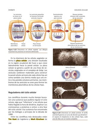 168
Unidad 6 biología celular
En la citocinesis de las células vegetales se
forma la placa celular, una división localizada
en la región ecuatorial del huso y que crece
lateralmente hacia la pared celular. La placa
celular se genera a partir de una línea de ve-
sículas originadas en el complejo de Golgi. Las
vesículas contienen materiales para construir
la pared celular primaria de cada célula hija así
como también una lámina media que une en-
tre sí las paredes celulares primarias. Las mem-
branas de las vesículas se unen para formar las
membranas plasmáticas de las células hijas.
Reguladores del ciclo celular
Los científicos durante mucho tiempo busca-
ron una sustancia que pudiera regular el ciclo
celular, algo que “informara” a las células que
había llegado la hora de dividirse, duplicar sus
cromosomas y proteínas o entrar a otra fase
del ciclo celular. Esa sustancia fue encontrada
por los biólogos a principio de la década de
1980.
Entre los científicos más destacados están
Tim Hunt de Inglaterra y Mark Kirschner de
Figura 6.24 Citocinesis en célula animal. El anillo
contráctil genera un surco de división que finalmen-
te separa al citoplasma en dos células hijas, cada
una de ellas con un núcleo completo.
Figura 6.23 Citocinesis en célula vegetal. Los dibujos
muestran los procesos en tercera dimensión.
Las vesículas
se sitúan en el
plano medio
Las vesículas pequeñas
se fusionan formando
vesículas mayores
Eventualmente
aparece una
gran vesícula
Nuevas paredes
celulares (del contenido
de las vesículas)
Membrana
plasmática
Pared
celular
Placa célular
en formación
Nuevas membranas
plasmáticas (de las vesículas
de las membranas)
Anilo contráctil
2 um
Surco de división
2 um
 