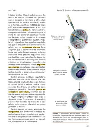 169
Control de funciones celulares y reproducción
uas / dgep
Estados Unidos. Ellos descubrieron que las
células en mitosis contienen una proteína
que al extraerla e inyectarla a otra célula
que no está en mitosis (interfase), produ-
ce la formación del huso mitótico. La figura
6.25 muestra este experimento. A esta pro-
teína le llamaron ciclina. Se han descubierto
una gran variedad de ciclinas que regulan el
ritmo del ciclo celular en las células eucario-
tas. También se han reconocido docenas de
otras proteínas que también ayudan a regu-
lar el ciclo celular. Las proteínas regulado-
ras que se encuentran en el interior de las
células son los reguladores internos. Estos
aseguran que la célula no entre en mitosis
hasta que todos los cromosomas se hayan
duplicado. Otra proteína reguladora evita
que la célula entre en anafase hasta que to-
dos los cromosomas estén ligados al huso
mitótico. Las proteínas que responden a los
sucesos fuera de la célula son los regulado-
res externos, ejemplos de estos, son los fac-
tores de crecimiento especialmente impor-
tantes durante el desarrollo embrionario y
la curación de heridas
Existen algunas moléculas reguladoras
comunes en todos los eucariontes que con-
trolan el ciclo celular. Dado que un fallo en
el control del ciclo celular tendría conse-
cuencias desastrosas, las señales de estos
programas genéticos, llamados puntos de
control del ciclo celular, permiten que to-
dos los eventos de una etapa en particular
se hayan completado antes de que inicie la
siguiente etapa. Por ejemplo, si una célula
produce ADN dañado o no duplicado, el ciclo
celular se interrumpe y la célula no prose-
guirá con la mitosis.
Existen algunas hormonas vegetales, las
citoquininas, que promueven la mitosis du-
rante el crecimiento normal de una planta y
durante la recuperación de una herida. Exis-
ten hormonas animales, como los esteroi-
des, que estimulan el crecimiento.
Figura 6.25 Reguladores del ciclo celular. Cuando las
ciclinas del citoplasma de una célula en mitosis se
inyecta a otra célula que está en interfase, ésta úl-
tima célula entra en mitosis. Las ciclinas inician la
división celular.
Se extrae una muestra
de citoplasma de una
célula en mitosis.
Se inyecta la muestra
a una célula en la fase
G2
de la interfase
El resultado es que
la segunda célula
entra en mitosis
 