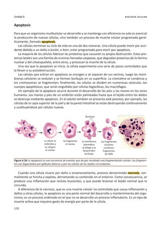 170
Unidad 6 biología celular
Apoptosis
Para que un organismo multicelular se desarrolle y se mantenga con eficiencia no solo es esencial
la producción de nuevas células, sino también un proceso de muerte celular programado gené-
ticamente, llamado apoptosis.
Las células terminan su ciclo de vida en una de dos maneras. Una célula puede morir por acci-
dente debido a un daño o lesión, o bien, estar programada para morir por apoptosis.
La mayoría de las células fabrican las proteínas que causarán su propia destrucción. Estas pro-
teínas letales son una familia de enzimas llamadas caspasas, que degradan proteínas de la lámina
nuclear y del citoesqueleto, entre otras, y provocan la muerte de la célula.
Una vez que la apoptosis se inicia, la célula experimenta una serie de pasos controlados que
la llevan a su autodestrucción.
Las células que entran en apoptosis se encogen y se separan de sus vecinas, luego las mem-
branas celulares se ondulan y se forman burbujas en su superficie. La cromatina se condensa y
los cromosomas se fragmentan; finalmente, las células se dividen en numerosas vesículas, los
cuerpos apoptósicos, que serán engullidos por células fagocíticas, los macrófagos.
Un ejemplo de la apoptosis ocurre durante el desarrollo de los pies y las manos en los seres
humanos. Las manos y pies de un embrión están palmeadas hasta que el tejido entre los dedos
se destruye mediante apoptosis. En el adulto también se presenta esté proceso, por ejemplo, las
células de la capa superior de la piel y de la pared intestinal se están destruyendo continuamente
y sustituyéndose por células nuevas.
Cuando una célula muere por daño o envenenamiento, proceso denominado necrosis, nor-
malmente se hincha y explota, derramando su contenido en el entorno. Como consecuencia, se
produce una inflamación que recluta leucocitos, y que puede lesionar el tejido normal que la
circunda.
A diferencia de la necrosis, que es una muerte celular no controlada que causa inflamación y
daños a otras células, la apoptosis es una parte normal del desarrollo y mantenimiento del orga-
nismo; es un proceso ordenado en el que no se desarrolla un proceso inflamatorio. Es un tipo de
muerte activa que requiere gasto de energía por parte de la célula.
Figura 6.26 La apoptosis es una secuencia de eventos que da por resultado una fragmentación celular. Los fragmen-
tos son fagocitados por glóbulos blancos y por las células de los tejidos circundantes.
Los fragmentos
celulares
contienen
fragmentos
de ADN
La membrana
plasmática
se pliega y se
desprenden
burbujas
Se fragmenta
el núcleo
Burbujas
La célula se
redondea y
se colapsa
el núcleo
 