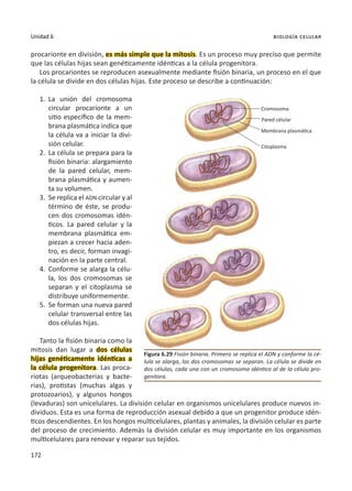 172
Unidad 6 biología celular
procarionte en división, es más simple que la mitosis. Es un proceso muy preciso que permite
que las células hijas sean genéticamente idénticas a la célula progenitora.
Los procariontes se reproducen asexualmente mediante fisión binaria, un proceso en el que
la célula se divide en dos células hijas. Este proceso se describe a continuación:
1.	
La unión del cromosoma
circular procarionte a un
sitio específico de la mem-
brana plasmática indica que
la célula va a iniciar la divi-
sión celular.
2.	 La célula se prepara para la
fisión binaria: alargamiento
de la pared celular, mem-
brana plasmática y aumen-
ta su volumen.
3.	 Se replica el ADN circular y al
término de éste, se produ-
cen dos cromosomas idén-
ticos. La pared celular y la
membrana plasmática em-
piezan a crecer hacia aden-
tro, es decir, forman invagi-
nación en la parte central.
4.	Conforme se alarga la célu-
la, los dos cromosomas se
separan y el citoplasma se
distribuye uniformemente.
5.	 Se forman una nueva pared
celular transversal entre las
dos células hijas.
Tanto la fisión binaria como la
mitosis dan lugar a dos células
hijas genéticamente idénticas a
la célula progenitora. Las proca-
riotas (arqueobacterias y bacte-
rias), protistas (muchas algas y
protozoarios), y algunos hongos
(levaduras) son unicelulares. La división celular en organismos unicelulares produce nuevos in-
dividuos. Esta es una forma de reproducción asexual debido a que un progenitor produce idén-
ticos descendientes. En los hongos multicelulares, plantas y animales, la división celular es parte
del proceso de crecimiento. Además la división celular es muy importante en los organismos
multicelulares para renovar y reparar sus tejidos.
Figura 6.29 Fisión binaria. Primero se replica el ADN y conforme la cé-
lula se alarga, los dos cromosomas se separan. La célula se divide en
dos células, cada una con un cromosoma idéntico al de la célula pro-
genitora.
Pared célular
Citoplasma
Cromosoma
Membrana plasmática
 