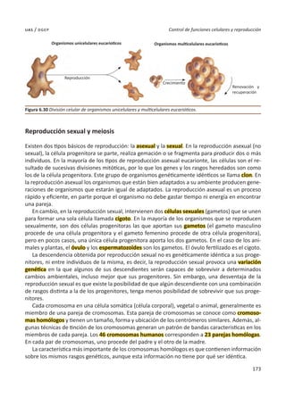 173
Control de funciones celulares y reproducción
uas / dgep
Reproducción sexual y meiosis
Existen dos tipos básicos de reproducción: la asexual y la sexual. En la reproducción asexual (no
sexual), la célula progenitora se parte, realiza gemación o se fragmenta para producir dos o más
individuos. En la mayoría de los tipos de reproducción asexual eucarionte, las células son el re-
sultado de sucesivas divisiones mitóticas, por lo que los genes y los rasgos heredados son como
los de la célula progenitora. Este grupo de organismos genéticamente idénticos se llama clon. En
la reproducción asexual los organismos que están bien adaptados a su ambiente producen gene-
raciones de organismos que estarán igual de adaptados. La reproducción asexual es un proceso
rápido y eficiente, en parte porque el organismo no debe gastar tiempo ni energía en encontrar
una pareja.
En cambio, en la reproducción sexual, intervienen dos células sexuales (gametos) que se unen
para formar una sola célula llamada cigoto. En la mayoría de los organismos que se reproducen
sexualmente, son dos células progenitoras las que aportan sus gametos (el gameto masculino
procede de una célula progenitora y el gameto femenino procede de otra célula progenitora),
pero en pocos casos, una única célula progenitora aporta los dos gametos. En el caso de los ani-
males y plantas, el óvulo y los espermatozoides son los gametos. El óvulo fertilizado es el cigoto.
La descendencia obtenida por reproducción sexual no es genéticamente idéntica a sus proge-
nitores, ni entre individuos de la misma, es decir, la reproducción sexual provoca una variación
genética en la que algunos de sus descendientes serán capaces de sobrevivir a determinados
cambios ambientales, incluso mejor que sus progenitores. Sin embargo, una desventaja de la
reproducción sexual es que existe la posibilidad de que algún descendiente con una combinación
de rasgos distinta a la de los progenitores, tenga menos posibilidad de sobrevivir que sus proge-
nitores.
Cada cromosoma en una célula somática (célula corporal), vegetal o animal, generalmente es
miembro de una pareja de cromosomas. Esta pareja de cromosomas se conoce como cromoso-
mas homólogos y tienen un tamaño, forma y ubicación de los centrómeros similares. Además, al-
gunas técnicas de tinción de los cromosomas generan un patrón de bandas características en los
miembros de cada pareja. Los 46 cromosomas humanos corresponden a 23 parejas homólogas.
En cada par de cromosomas, uno procede del padre y el otro de la madre.
La característica más importante de los cromosomas homólogos es que contienen información
sobre los mismos rasgos genéticos, aunque esta información no tiene por qué ser idéntica.
Figura 6.30 División celular de organismos unicelulares y multicelulares eucarióticos.
Organismos unicelulares eucarioticos Organismos multicelulares eucarioticos
Crecimiento
Renovación y
recuperación
Reproducción
 