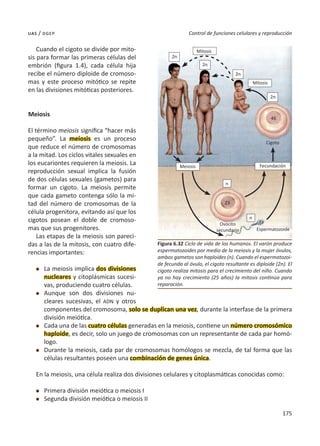 175
Control de funciones celulares y reproducción
uas / dgep
Cuando el cigoto se divide por mito-
sis para formar las primeras células del
embrión (figura 1.4), cada célula hija
recibe el número diploide de cromoso-
mas y este proceso mitótico se repite
en las divisiones mitóticas posteriores.
Meiosis
El término meiosis significa “hacer más
pequeño”. La meiosis es un proceso
que reduce el número de cromosomas
a la mitad. Los ciclos vitales sexuales en
los eucariontes requieren la meiosis. La
reproducción sexual implica la fusión
de dos células sexuales (gametos) para
formar un cigoto. La meiosis permite
que cada gameto contenga sólo la mi-
tad del número de cromosomas de la
célula progenitora, evitando así que los
cigotos posean el doble de cromoso-
mas que sus progenitores.
Las etapas de la meiosis son pareci-
das a las de la mitosis, con cuatro dife-
rencias importantes:
l	 La meiosis implica dos divisiones
nucleares y citoplásmicas sucesi-
vas, produciendo cuatro células.
l	 Aunque son dos divisiones nu-
cleares sucesivas, el ADN y otros
componentes del cromosoma, solo se duplican una vez, durante la interfase de la primera
división meiótica.
l	 Cada una de las cuatro células generadas en la meiosis, contiene un número cromosómico
haploide, es decir, solo un juego de cromosomas con un representante de cada par homó-
logo.
l	 Durante la meiosis, cada par de cromosomas homólogos se mezcla, de tal forma que las
células resultantes poseen una combinación de genes única.
En la meiosis, una célula realiza dos divisiones celulares y citoplasmáticas conocidas como:
l	 Primera división meiótica o meiosis I
l	 Segunda división meiótica o meiosis II
Figura 6.32 Ciclo de vida de los humanos. El varón produce
espermatozoides por medio de la meiosis y la mujer óvulos,
ambos gametos son haploides (n). Cuando el espermatozoi-
de fecunda al óvulo, el cigoto resultante es diploide (2n). El
cigoto realiza mitosis para el crecimiento del niño. Cuando
ya no hay crecimiento (25 años) la mitosis continúa para
reparación.
2n
2n
2n
2n
n
23
23
n
46
Mitosis
Mitosis
Cigoto
Fecundación
Espermatozoide
Meiosis
Ovocito
secundario
 