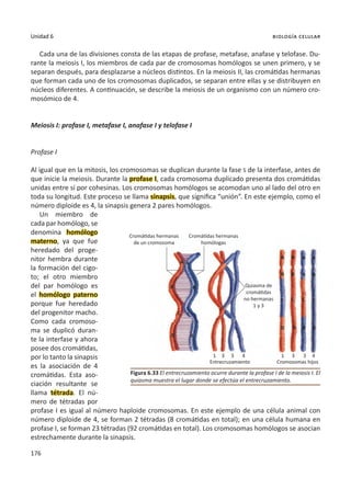 176
Unidad 6 biología celular
Cada una de las divisiones consta de las etapas de profase, metafase, anafase y telofase. Du-
rante la meiosis I, los miembros de cada par de cromosomas homólogos se unen primero, y se
separan después, para desplazarse a núcleos distintos. En la meiosis II, las cromátidas hermanas
que forman cada uno de los cromosomas duplicados, se separan entre ellas y se distribuyen en
núcleos diferentes. A continuación, se describe la meiosis de un organismo con un número cro-
mosómico de 4.
Meiosis I: profase I, metafase I, anafase I y telofase I
Profase I
Al igual que en la mitosis, los cromosomas se duplican durante la fase S de la interfase, antes de
que inicie la meiosis. Durante la profase I, cada cromosoma duplicado presenta dos cromátidas
unidas entre sí por cohesinas. Los cromosomas homólogos se acomodan uno al lado del otro en
toda su longitud. Este proceso se llama sinapsis, que significa “unión”. En este ejemplo, como el
número diploide es 4, la sinapsis genera 2 pares homólogos.
Un miembro de
cada par homólogo, se
denomina homólogo
materno, ya que fue
heredado del proge-
nitor hembra durante
la formación del cigo-
to; el otro miembro
del par homólogo es
el homólogo paterno
porque fue heredado
del progenitor macho.
Como cada cromoso-
ma se duplicó duran-
te la interfase y ahora
posee dos cromátidas,
por lo tanto la sinapsis
es la asociación de 4
cromátidas. Esta aso-
ciación resultante se
llama tétrada. El nú-
mero de tétradas por
profase I es igual al número haploide cromosomas. En este ejemplo de una célula animal con
número diploide de 4, se forman 2 tétradas (8 cromátidas en total); en una célula humana en
profase I, se forman 23 tétradas (92 cromátidas en total). Los cromosomas homólogos se asocian
estrechamente durante la sinapsis.
Figura 6.33 El entrecruzamiento ocurre durante la profase I de la meiosis I. El
quiasma muestra el lugar donde se efectúa el entrecruzamiento.
Cromátidas hermanas
de un cromosoma
Cromátidas hermanas
homólogas
1
A
A
B
c
D
A
B
C
D
B
D
C
a
a
b
C
d
a
b
c
d
b
d
c
1
3 3
3 3
4 4
Entrecruzamiento Cromosomas hijos
Quiasma de
cromátidas
no hermanas
1 y 3
 