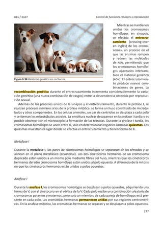 177
Control de funciones celulares y reproducción
uas / dgep
Mientrassemantienen
unidos los cromosomas
homólogos en sinapsis,
se efectúa el entrecru-
zamiento (crossing-over
en inglés) de los cromo-
somas, un proceso en el
que las enzimas rompen
y reúnen las moléculas
de ADN, permitiendo que
los cromosomas homólo-
gos apareados intercam-
bien el material genético
(ADN). El entrecruzamien-
to produce nuevas com-
binaciones de genes. La
recombinación genética durante el entrecruzamiento incrementa considerablemente la varia-
ción genética (una nueva combinación de rasgos) entre la descendencia obtenida por reproduc-
ción sexual.
Además de los procesos únicos de la sinapsis y el entrecruzamiento, durante la profase I, se
realizan procesos similares a los de la profase mitótica: se forma un huso constituido de microtú-
bulos y otros componentes. En las células animales, un par de centríolos se desplaza a cada polo
y se forman los microtúbulos astrales. La envoltura nuclear desaparece en la profase I tardía y es
posible observar con el microscopio la formación de las tétradas. Durante la profase I tardía, los
cromosomas homólogos se unen entre sí, solo en determinadas regiones llamadas quiasmas. Los
quiasmas muestran el lugar donde se efectúa el entrecruzamiento y tienen forma de X.
Metafase I
Durante la metafase I, los pares de cromosomas homólogos se separaran de las tétradas y se
alinean en el plano metafásico (ecuatorial). Los dos cinetocoros hermanos de un cromosoma
duplicado están unidos a un mismo polo mediante fibras del huso, mientras que los cinetocoros
hermanos del otro cromosoma homólogo están unidos al polo opuesto. A diferencia de la mitosis
en que los cinetocoros hermanos están unidos a polos opuestos.
Anafase I
Durante la anafase I, los cromosomas homólogos se desplazan a polos opuestos, adquiriendo una
forma de V, con el cinetocoro en el vértice de la V. Cada polo recibe una combinación aleatoria de
cromosomas paternos y maternos, pero solo un miembro de cada pareja de homólogos está pre-
sente en cada polo. Las cromátidas hermanas permanecen unidas por sus regiones centroméri-
cas. En la anafase mitótica, las cromátidas hermanas se separan y se desplazan a polos opuestos.
Figura 6.34 Variación genética en cachorros.
 