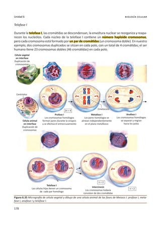 178
Unidad 6 biología celular
Telofase I
Durante la telofase I, las cromátidas se descondensan, la envoltura nuclear se reorganiza y reapa-
recen los nucleólos. Cada núcleo de la telofase I contiene un número haploide cromosomas,
pero cada cromosoma está formado por un par de cromátidas (un cromosoma doble). En nuestro
ejemplo, dos cromosomas duplicados se sitúan en cada polo, con un total de 4 cromátidas; el ser
humano tiene 23 cromosomas dobles (46 cromátidas) en cada polo.
Figura 6.35 Micrografía de célula vegetal y dibujo de una célula animal de las fases de Meiosis I: profase I, meta-
fase I, anafase I y telofase I.
Centríolos
Cinetocoro
Célula animal
en interfase
Duplicación de
cromosomas
Profase I
Los cromosomas homólogos
forman pares durante la sinapsis
y se efectúa el entrecruzamiento
Telofase I
Las células hijas tienen un cromosoma
de cada par homólogo
Intercinesis
Los cromosomas todavía
consisten de dos cromátidas
Metafase I
Los pares homólogos se
alinean independientemente
en el plano metafásico
Anafase I
Los cromosomas homólogos
se separan y migran
hacia los polos
2n = 4
n = 2
n = 2
Célula vegetal
en interfase
Duplicación de
cromosomas
 