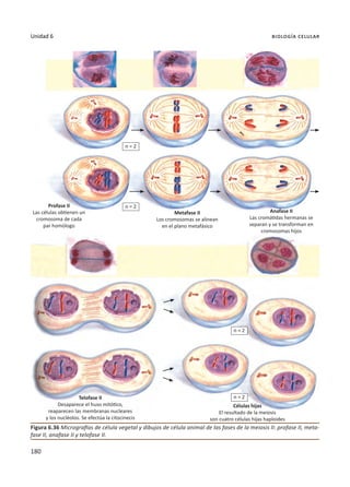 180
Unidad 6 biología celular
Figura 6.36 Micrografías de célula vegetal y dibujos de célula animal de las fases de la meiosis II: profase II, meta-
fase II, anafase II y telofase II.
Profase II
Las células obtienen un
cromosoma de cada
par homólogo
Anafase II
Las cromátidas hermanas se
separan y se transforman en
cromosomas hijos
Telofase II
Desaparece el huso mitótico,
reaparecen las membranas nucleares
y los nucléolos. Se efectúa la citocinecis
Células hijas
El resultado de la meiosis
son cuatro células hijas haploides
Metafase II
Los cromosomas se alinean
en el plano metafásico
n = 2
n = 2
n = 2
n = 2
 
