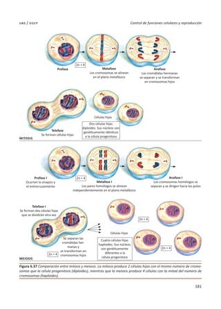 181
Control de funciones celulares y reproducción
uas / dgep
Figura 6.37 Comparación entre mitosis y meiosis. La mitosis produce 2 células hijas con el mismo número de cromo-
somas que la célula progenitora (diploides), mientras que la meiosis produce 4 células con la mitad del número de
cromosomas (haploides).
Mitosis
Meiosis
Profase
Células hijas
Células hijas
Metafase
Los cromosomas se alinean
en el plano metafásico
Profase I
Ocurren la sinapsis y
el entrecruzamiento
Telofase I
Se forman dos células hijas
que se dividirán otra vez
Se separan las
cromátidas her-
manas y
se transforman en
cromosomas hijos
Metafase I
Los pares homólogos se alinean
independientemente en el plano metafásico
Anafase I
Los cromosomas homólogos se
separan y se dirigen hacia los polos
Telofase
Se forman células hijas
Anafase
Las cromátidas hermanas
se separan y se transforman
en cromosomas hijos
2n = 4
2n = 4
2n = 4
2n = 4
2n = 4
Dos células hijas
diploides. Sus núcleos son
genéticamente idénticos
a la célula progenitora
Cuatro células hijas
haploides. Sus núcleos
son genéticamente
diferentes a la
célula progenitora
 