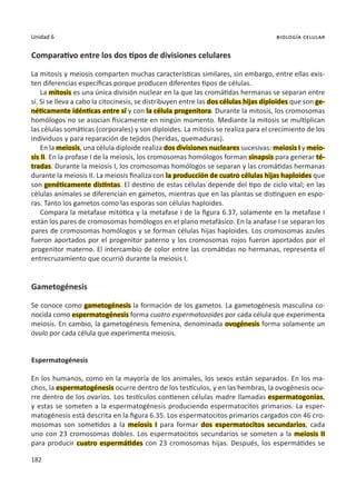 182
Unidad 6 biología celular
Comparativo entre los dos tipos de divisiones celulares
La mitosis y meiosis comparten muchas características similares, sin embargo, entre ellas exis-
ten diferencias específicas porque producen diferentes tipos de células.
La mitosis es una única división nuclear en la que las cromátidas hermanas se separan entre
sí. Si se lleva a cabo la citocinesis, se distribuyen entre las dos células hijas diploides que son ge-
néticamente idénticas entre sí y con la célula progenitora. Durante la mitosis, los cromosomas
homólogos no se asocian físicamente en ningún momento. Mediante la mitosis se multiplican
las células somáticas (corporales) y son diploides. La mitosis se realiza para el crecimiento de los
individuos y para reparación de tejidos (heridas, quemaduras).
En la meiosis, una célula diploide realiza dos divisiones nucleares sucesivas: meiosis I y meio-
sis II. En la profase I de la meiosis, los cromosomas homólogos forman sinapsis para generar té-
tradas. Durante la meiosis I, los cromosomas homólogos se separan y las cromátidas hermanas
durante la meiosis II. La meiosis finaliza con la producción de cuatro células hijas haploides que
son genéticamente distintas. El destino de estas células depende del tipo de ciclo vital; en las
células animales se diferencian en gametos, mientras que en las plantas se distinguen en espo-
ras. Tanto los gametos como las esporas son células haploides.
Compara la metafase mitótica y la metafase I de la figura 6.37, solamente en la metafase I
están los pares de cromosomas homólogos en el plano metafásico. En la anafase I se separan los
pares de cromosomas homólogos y se forman células hijas haploides. Los cromosomas azules
fueron aportados por el progenitor paterno y los cromosomas rojos fueron aportados por el
progenitor materno. El intercambio de color entre las cromátidas no hermanas, representa el
entrecruzamiento que ocurrió durante la meiosis I.
Gametogénesis
Se conoce como gametogénesis la formación de los gametos. La gametogénesis masculina co-
nocida como espermatogénesis forma cuatro espermatozoides por cada célula que experimenta
meiosis. En cambio, la gametogénesis femenina, denominada ovogénesis forma solamente un
óvulo por cada célula que experimenta meiosis.
Espermatogénesis
En los humanos, como en la mayoría de los animales, los sexos están separados. En los ma-
chos, la espermatogénesis ocurre dentro de los testículos, y en las hembras, la ovogénesis ocu-
rre dentro de los ovarios. Los testículos contienen células madre llamadas espermatogonias,
y estas se someten a la espermatogénesis produciendo espermatocitos primarios. La esper-
matogénesis está descrita en la figura 6.35. Los espermatocitos primarios cargados con 46 cro-
mosomas son sometidos a la meiosis I para formar dos espermatocitos secundarios, cada
uno con 23 cromosomas dobles. Los espermatocitos secundarios se someten a la meiosis II
para producir cuatro espermátides con 23 cromosomas hijas. Después, los espermátides se
 