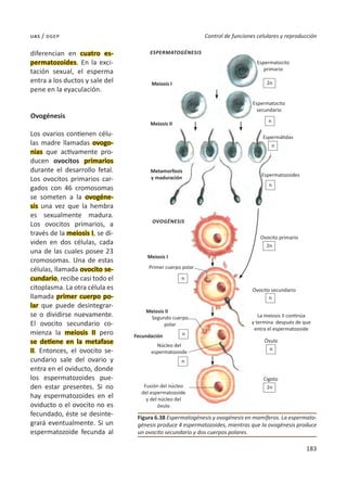 183
Control de funciones celulares y reproducción
uas / dgep
diferencian en cuatro es-
permatozoides. En la exci-
tación sexual, el esperma
entra a los ductos y sale del
pene en la eyaculación.
Ovogénesis
Los ovarios contienen célu-
las madre llamadas ovogo-
nias que activamente pro-
ducen ovocitos primarios
durante el desarrollo fetal.
Los ovocitos primarios car-
gados con 46 cromosomas
se someten a la ovogéne-
sis una vez que la hembra
es sexualmente madura.
Los ovocitos primarios, a
través de la meiosis I, se di-
viden en dos células, cada
una de las cuales posee 23
cromosomas. Una de estas
células, llamada ovocito se-
cundario, recibe casi todo el
citoplasma. La otra célula es
llamada primer cuerpo po-
lar que puede desintegrar-
se o dividirse nuevamente.
El ovocito secundario co-
mienza la meiosis II pero
se detiene en la metafase
II. Entonces, el ovocito se-
cundario sale del ovario y
entra en el oviducto, donde
los espermatozoides pue-
den estar presentes. Si no
hay espermatozoides en el
oviducto o el ovocito no es
fecundado, éste se desinte-
grará eventualmente. Si un
espermatozoide fecunda al
Figura 6.38 Espermatogénesis y ovogénesis en mamíferos. La espermato-
génesis produce 4 espermatozoides, mientras que la ovogénesis produce
un ovocito secundario y dos cuerpos polares.
ESPERMATOGÉNESIS
OVOGÉNESIS
Segundo cuerpo
polar
Meiosis I
Meiosis I
Fecundación
Meiosis II
Primer cuerpo polar
Núcleo del
espermatozoide
Metamorfosis
y maduración
Espermatocito
primario
Espermatocito
secundario
Espermátidas
Espermatozoides
Ovocito primario
Ovocito secundario
La meiosis II continúa
y termina después de que
entra el espermatozoide
Óvulo
Cigoto
Meiosis II
Fusión del núcleo
del espermatozoide
y del núcleo del
óvulo
2n
2n
2n
n
n
n
n
n
n
n
n
 