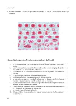 186
Autoevaluación uas
10.	Escribe el nombre a las células que están encerradas en círculo. Las fases de la mitosis y la
interfase.
Indica cual de las siguientes afirmaciones son verdaderas (v) o falsas (f)
1.	 La envoltura nuclear está integrada por una membrana que posee numerosos
poros.
2.	 Las cromátidas hermanas están físicamente unidas por un complejo de proteí-
nas con forma de anillo llamadas cohesinas.
3.	 El cinetocoro es un complejo multiproteínico al cual se pueden unir los micro-
túbulos.
4.	 La célula pasa la mayor parte de su vida en división.
5.	 Las histonas facilitan el empaquetamiento del cromosoma.
6.	 La cromatina se observa cuando la célula está en división celular (mitosis o
meiosis) y los cromosomas cuando la célula está en interfase.
7.	 El proceso de distribución del material genético de las células procarionte en
división, es más simple que la mitosis.
8.	 Las citoquininas inducen la mitosis durante el crecimiento normal de una plan-
ta y durante la recuperación de una herida.
9.	 La mitosis inicia al finalizar la fase G2
.
10.	 El huso mitótico tiene como función separar los cromosomas duplicados duran-
te la anafase.
( )
( )
( )
( )
( )
( )
( )
( )
( )
( )
 